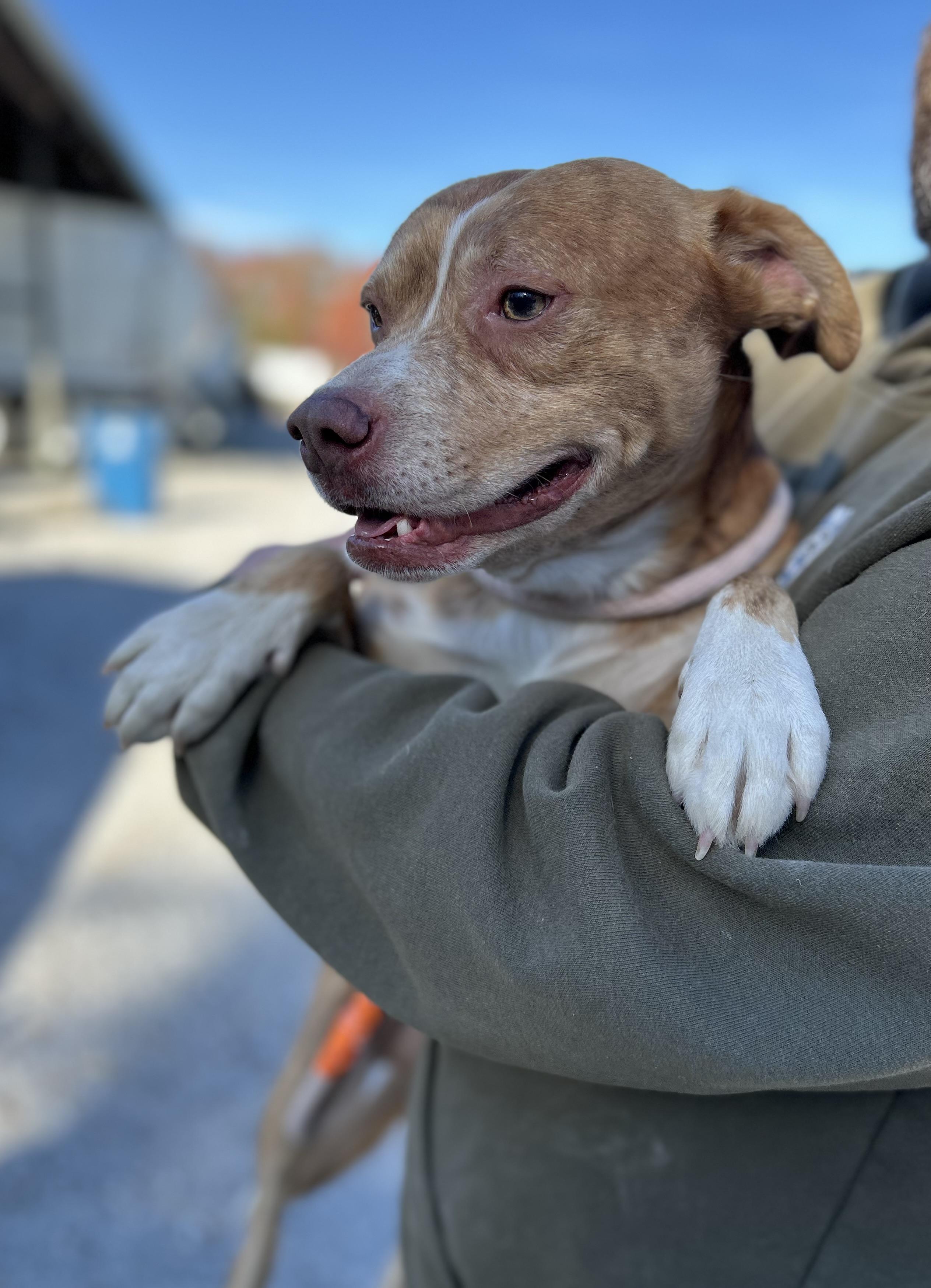 Enlarge Giblet, a ADOPTABLE mixed breed in Manchester, TN image 4/5