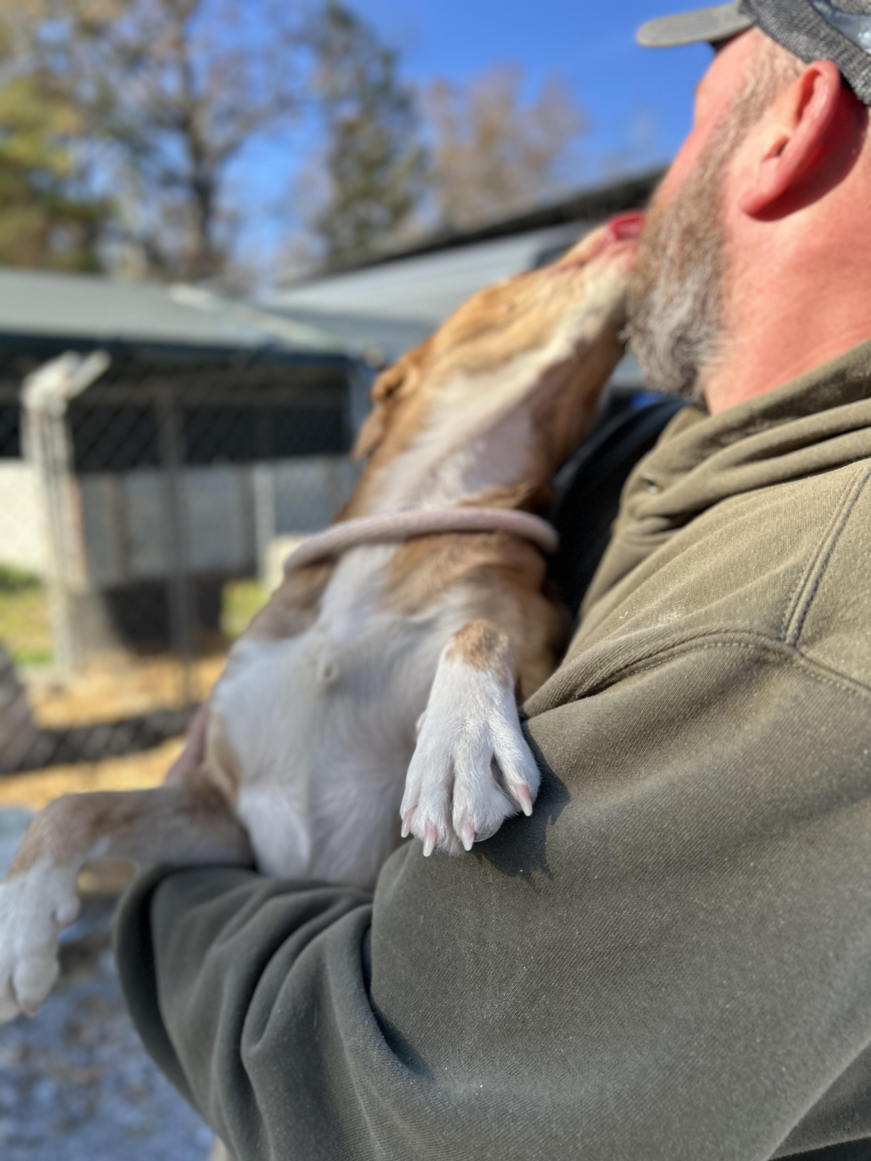 Enlarge Giblet, a ADOPTABLE mixed breed in Manchester, TN image 3/5