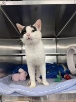 Po, Adoptable, Adult Male Domestic Short Hair.