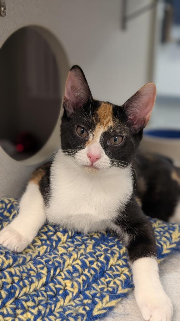 Sea Star, Adoptable, Kitten Female Domestic Short Hair.