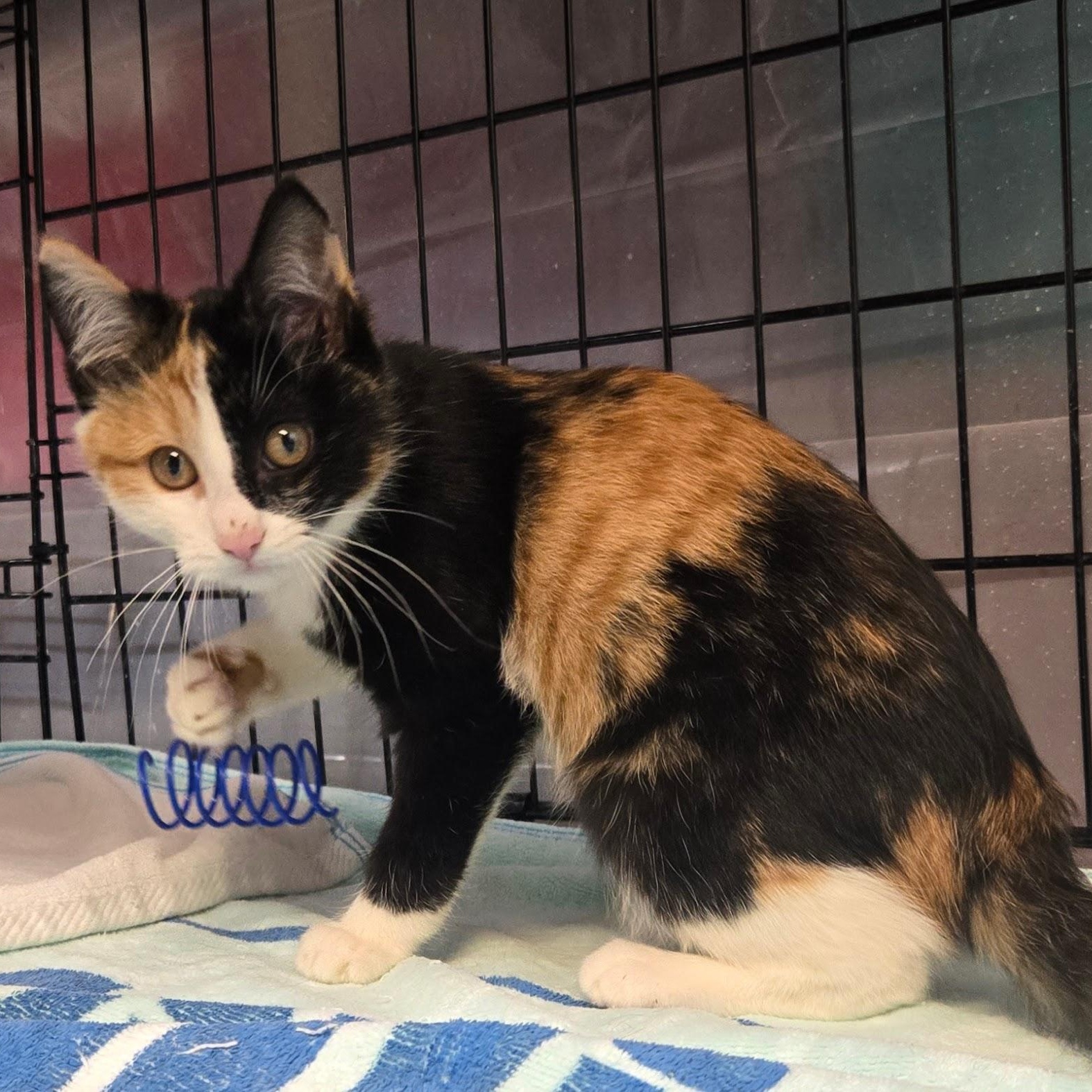 Enlarge Cassiopeia, an adopted mixed breed in East Amherst, NY image 2/5