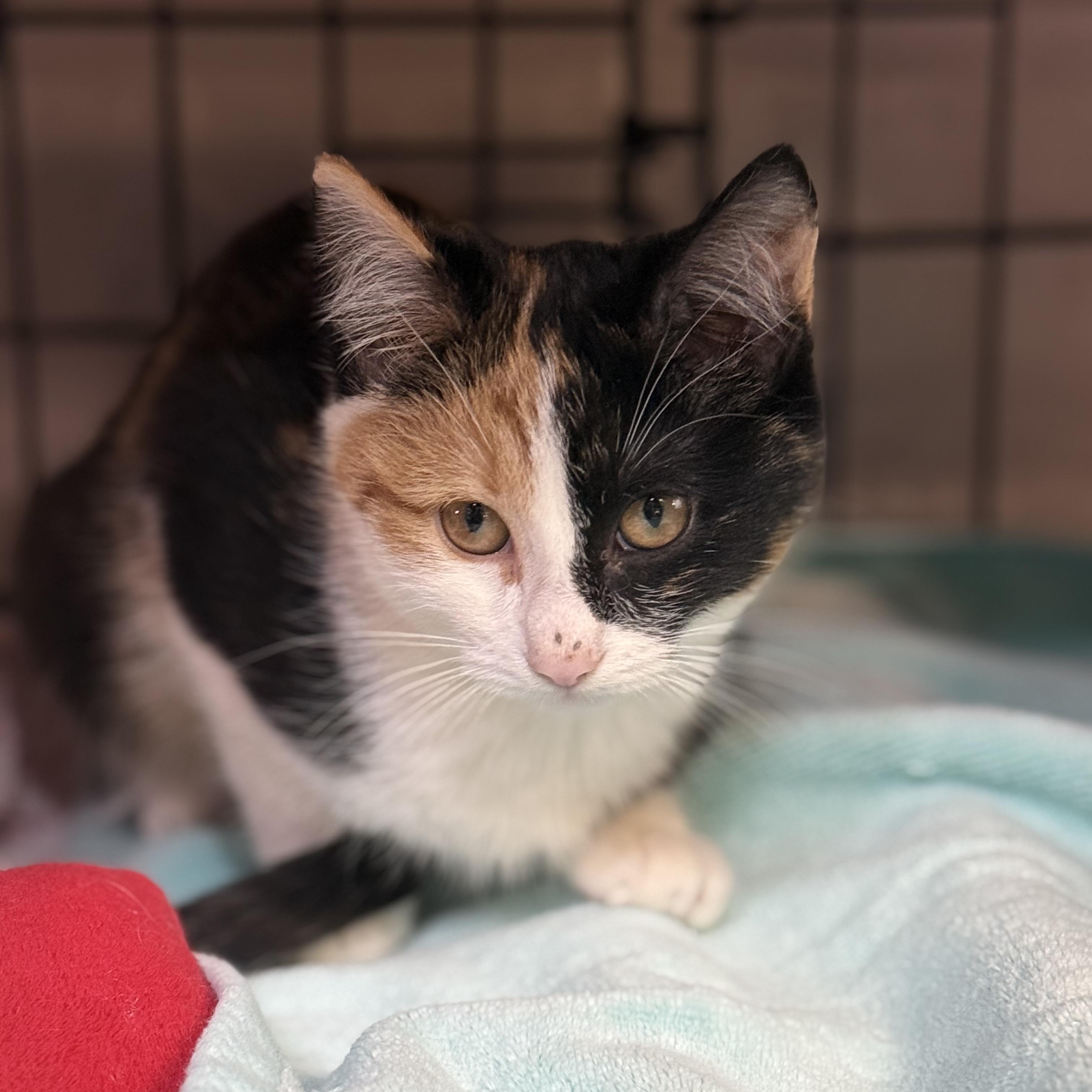 Enlarge Cassiopeia, an adopted mixed breed in East Amherst, NY image 5/5