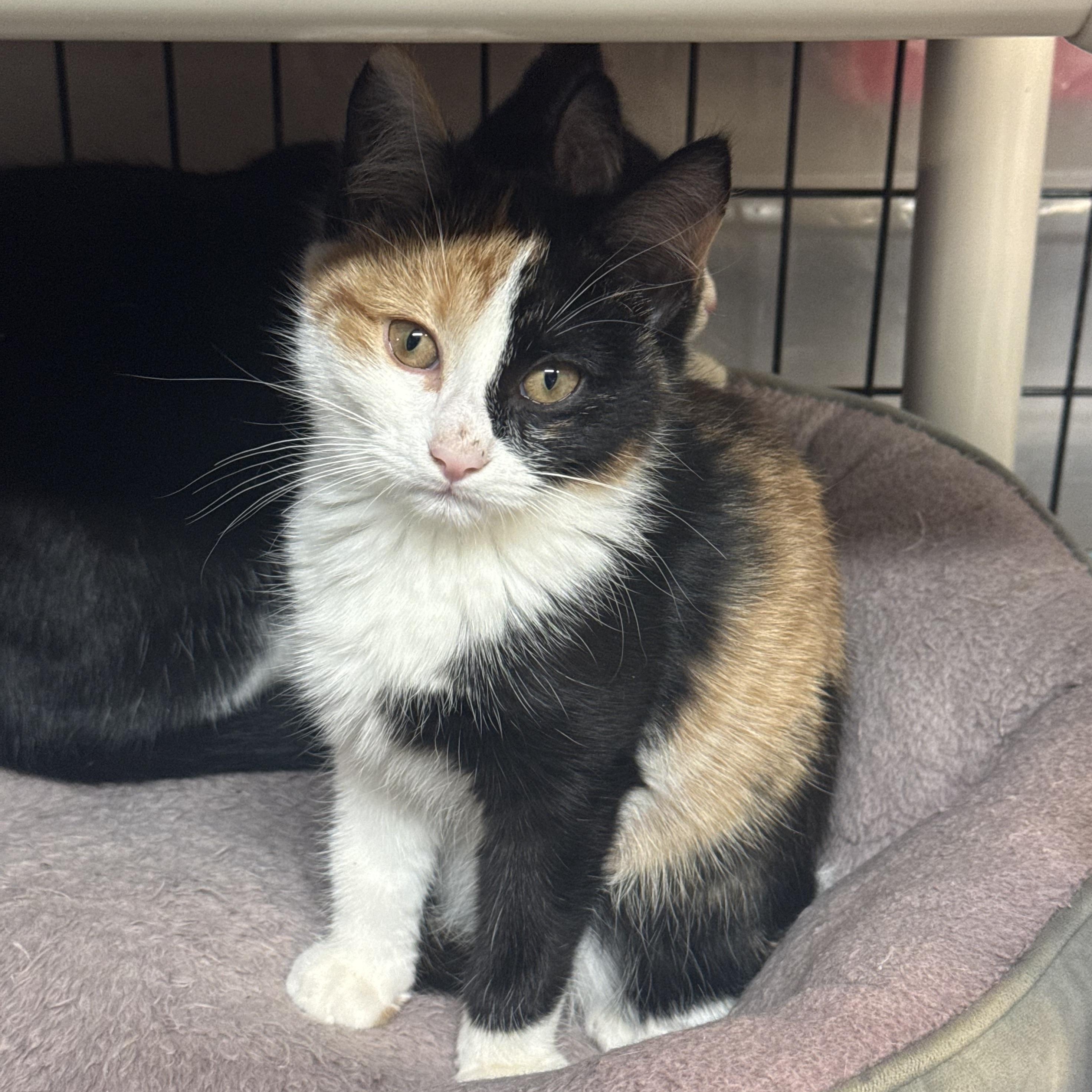 Enlarge Cassiopeia, an adopted mixed breed in East Amherst, NY image 3/5