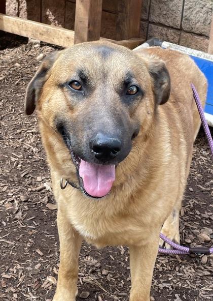 Enlarge Hunter, a Adoptable mixed breed in Cumming, GA image 1/2