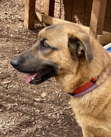 Enlarge Hunter, a Adoptable mixed breed in Cumming, GA image 2/2