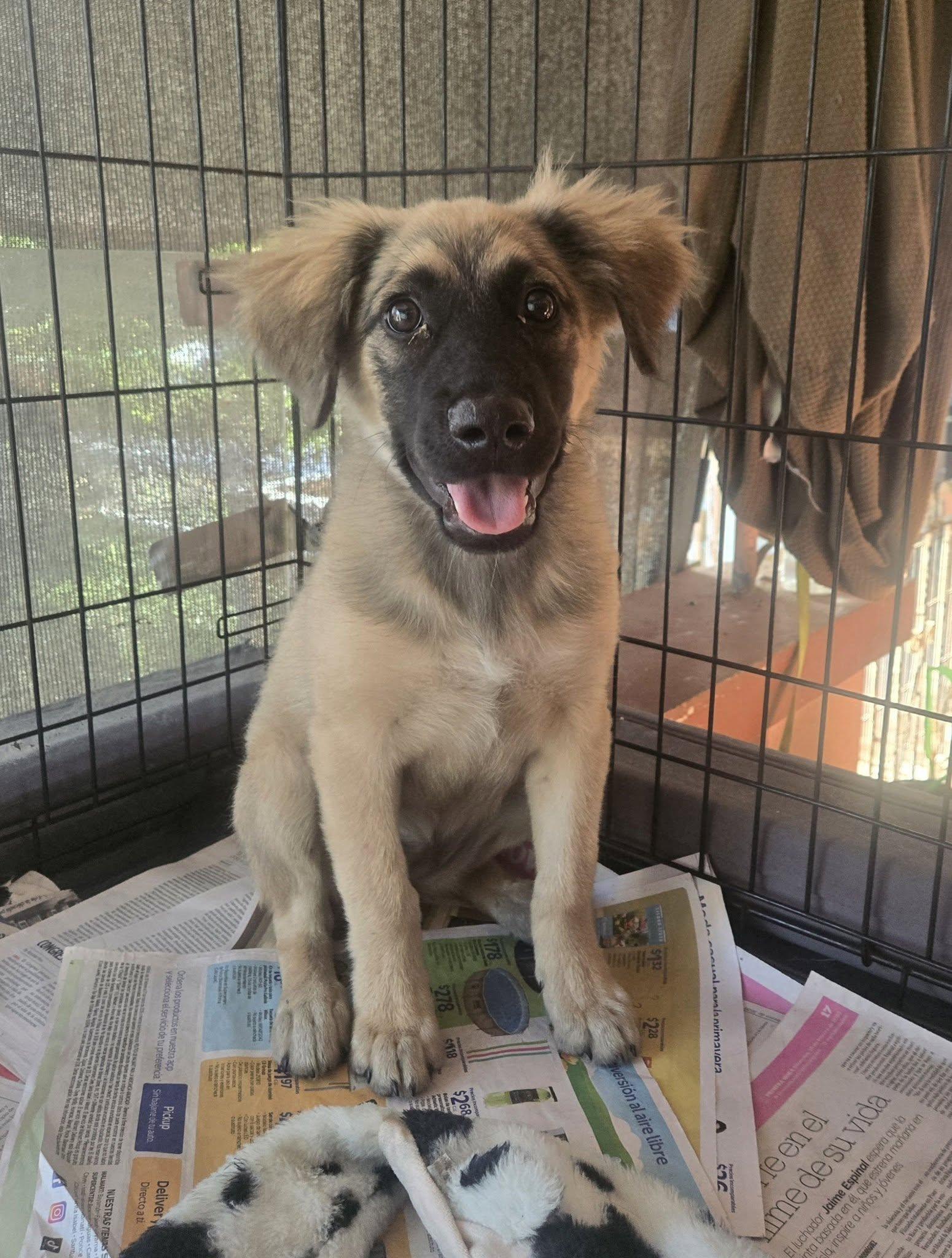 Isabella, adopted, Puppy Female Shepherd.