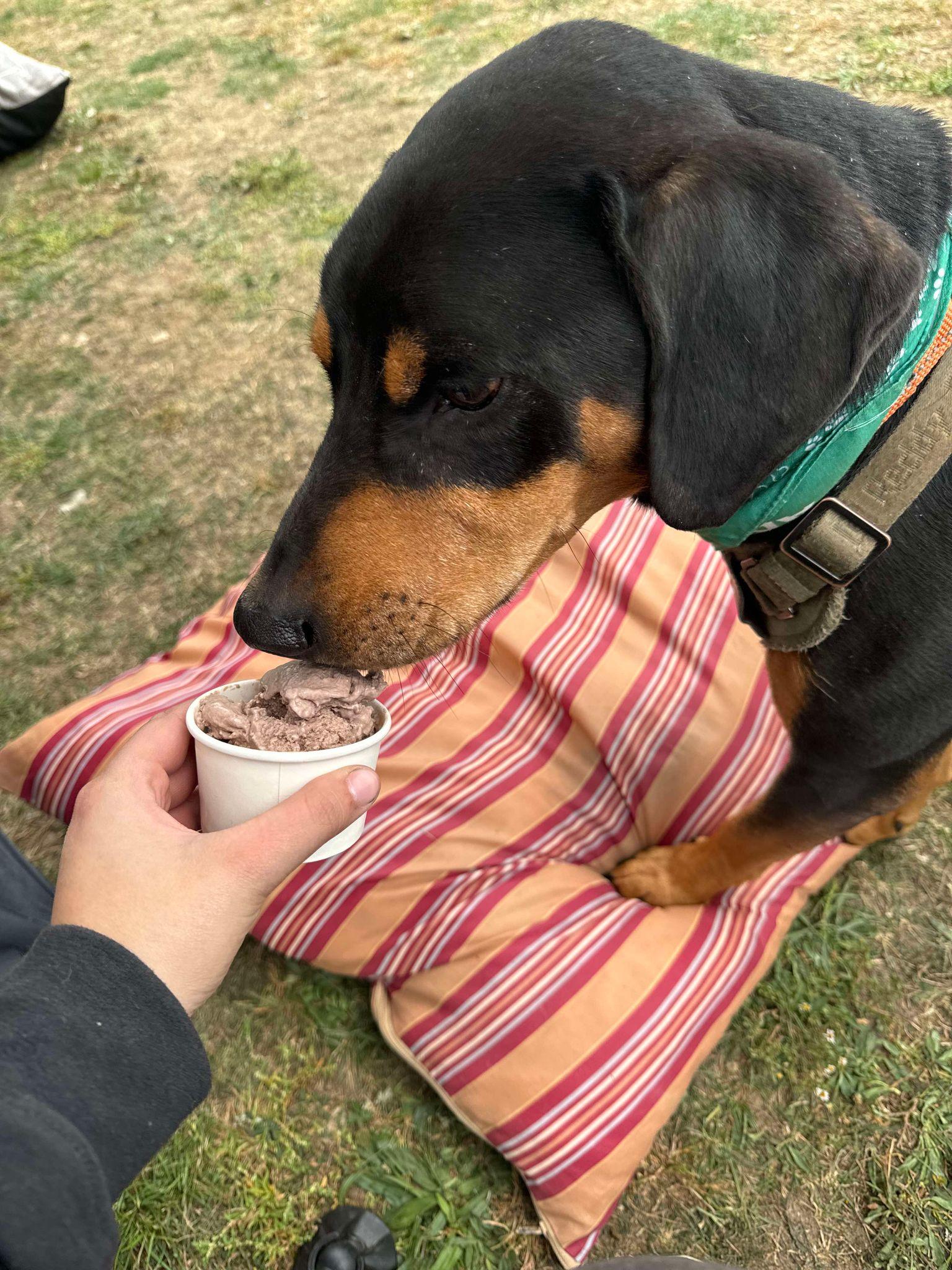 Enlarge Moe, a Adopted Coonhound in New Milford, CT image 1/4