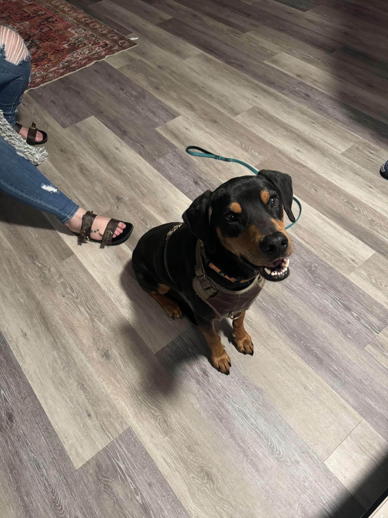 Enlarge Moe, a Adopted Coonhound in New Milford, CT image 2/4