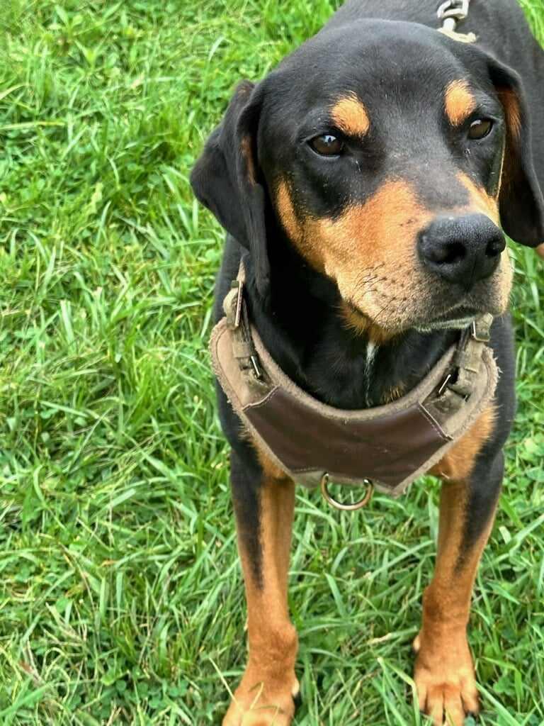 Enlarge Moe, a Adopted Coonhound in New Milford, CT image 3/4