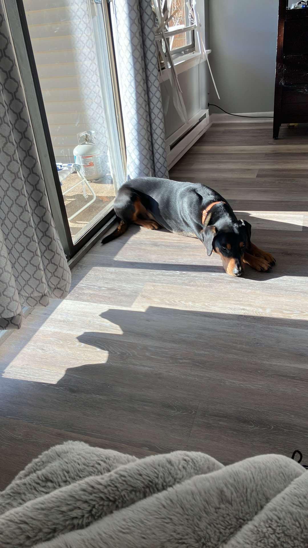 Enlarge Moe, a Adopted Coonhound in New Milford, CT image 4/4