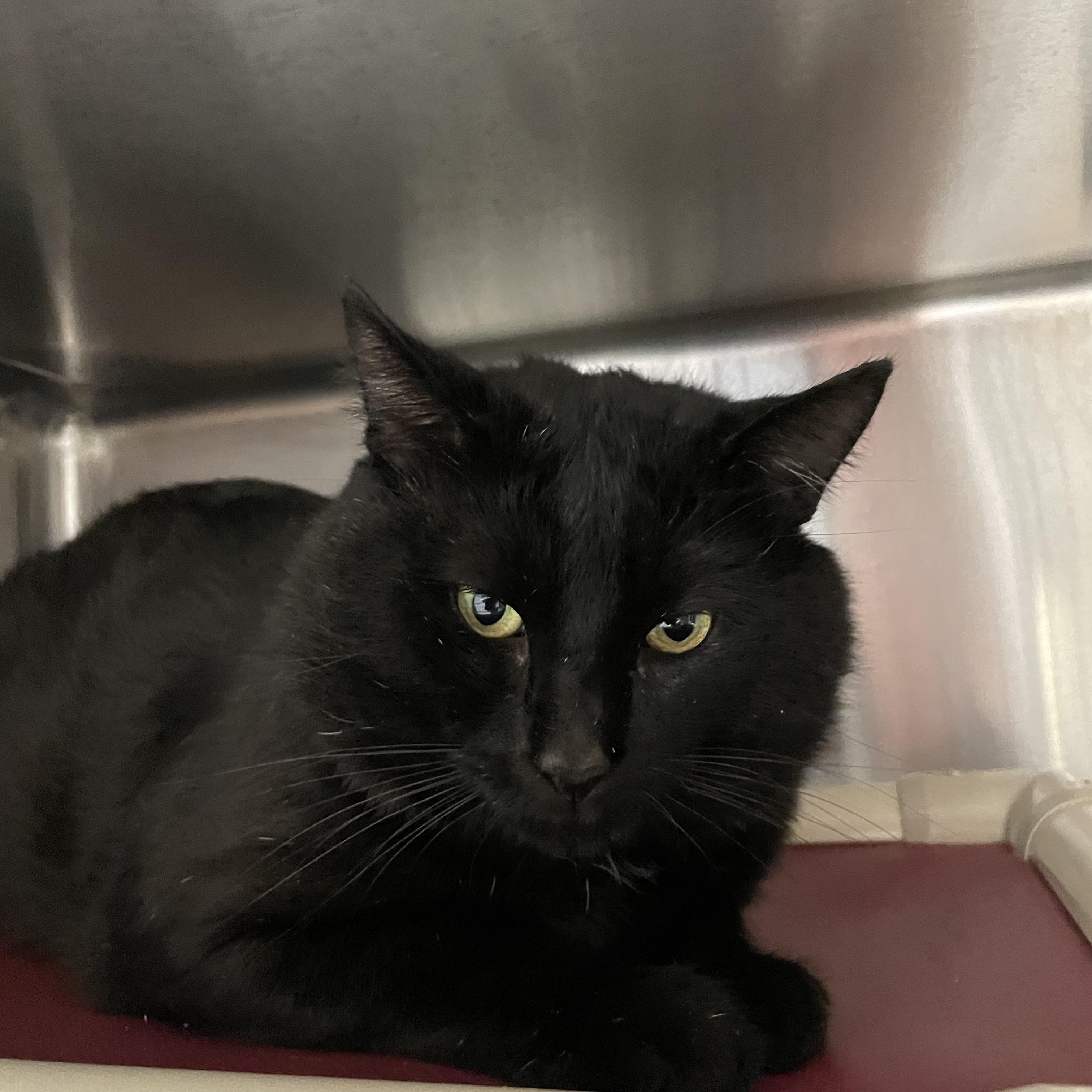 Enlarge Teddy, a Adoption Pending American Shorthair in North Kingstown, RI image 3/5