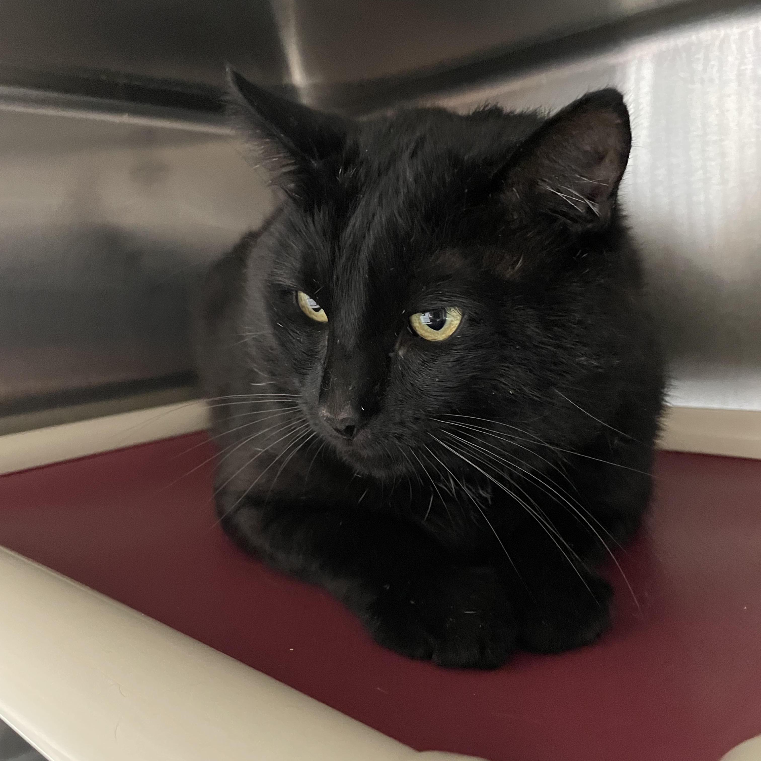 Teddy, Adoptable, Adult Male American Shorthair.