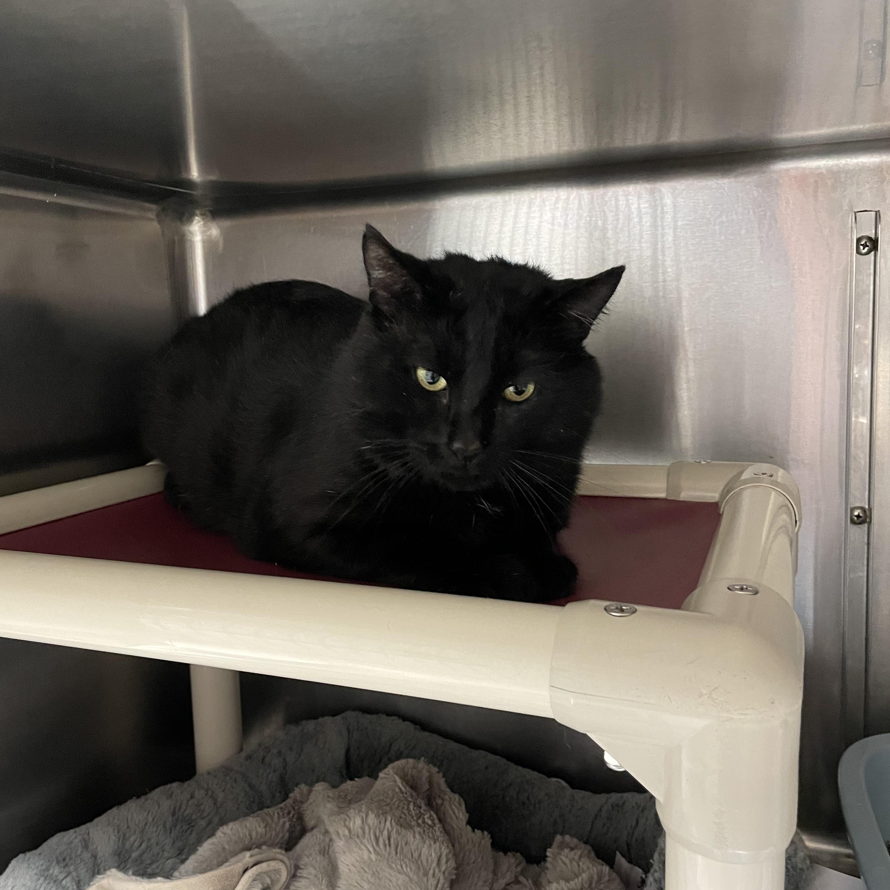Enlarge Teddy, a Adoption Pending American Shorthair in North Kingstown, RI image 4/5