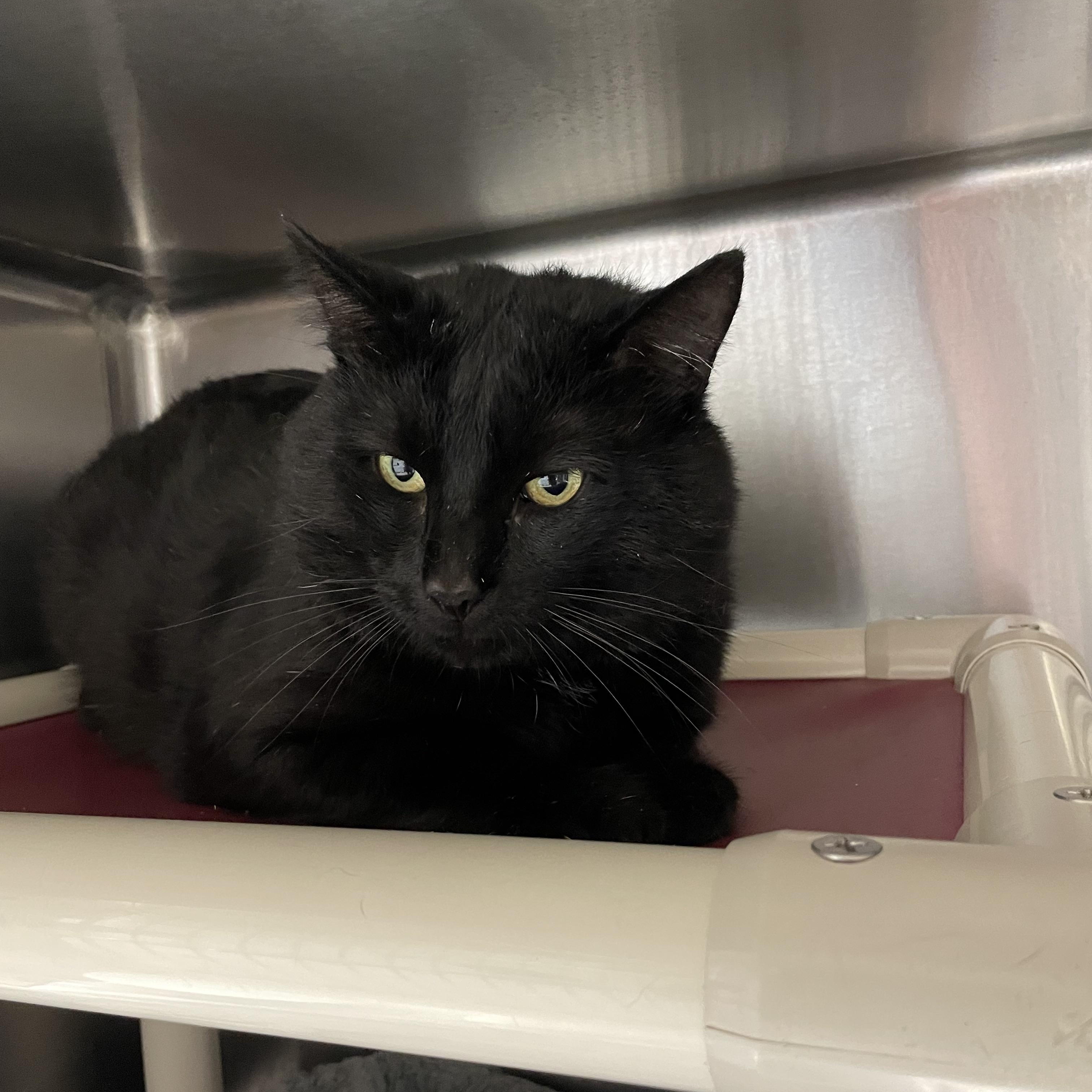Enlarge Teddy, a Adoption Pending American Shorthair in North Kingstown, RI image 5/5