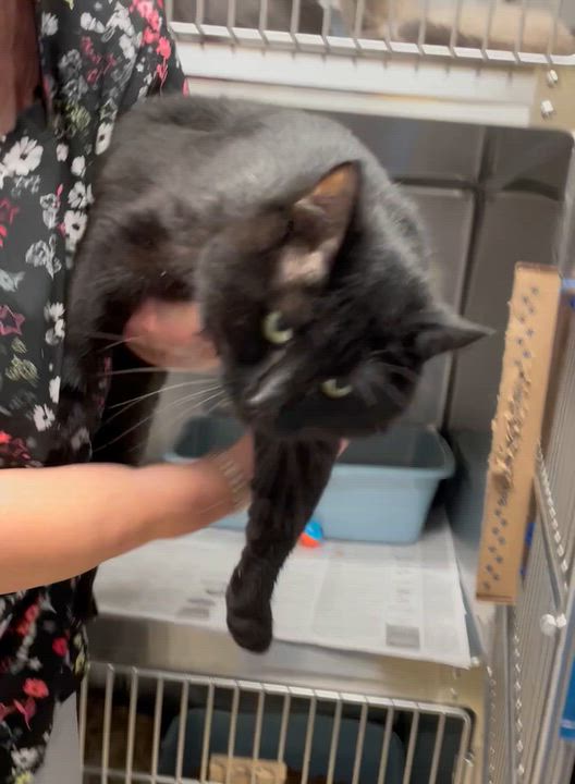 Enlarge Teddy, a Adoption Pending American Shorthair in North Kingstown, RI video 2/5