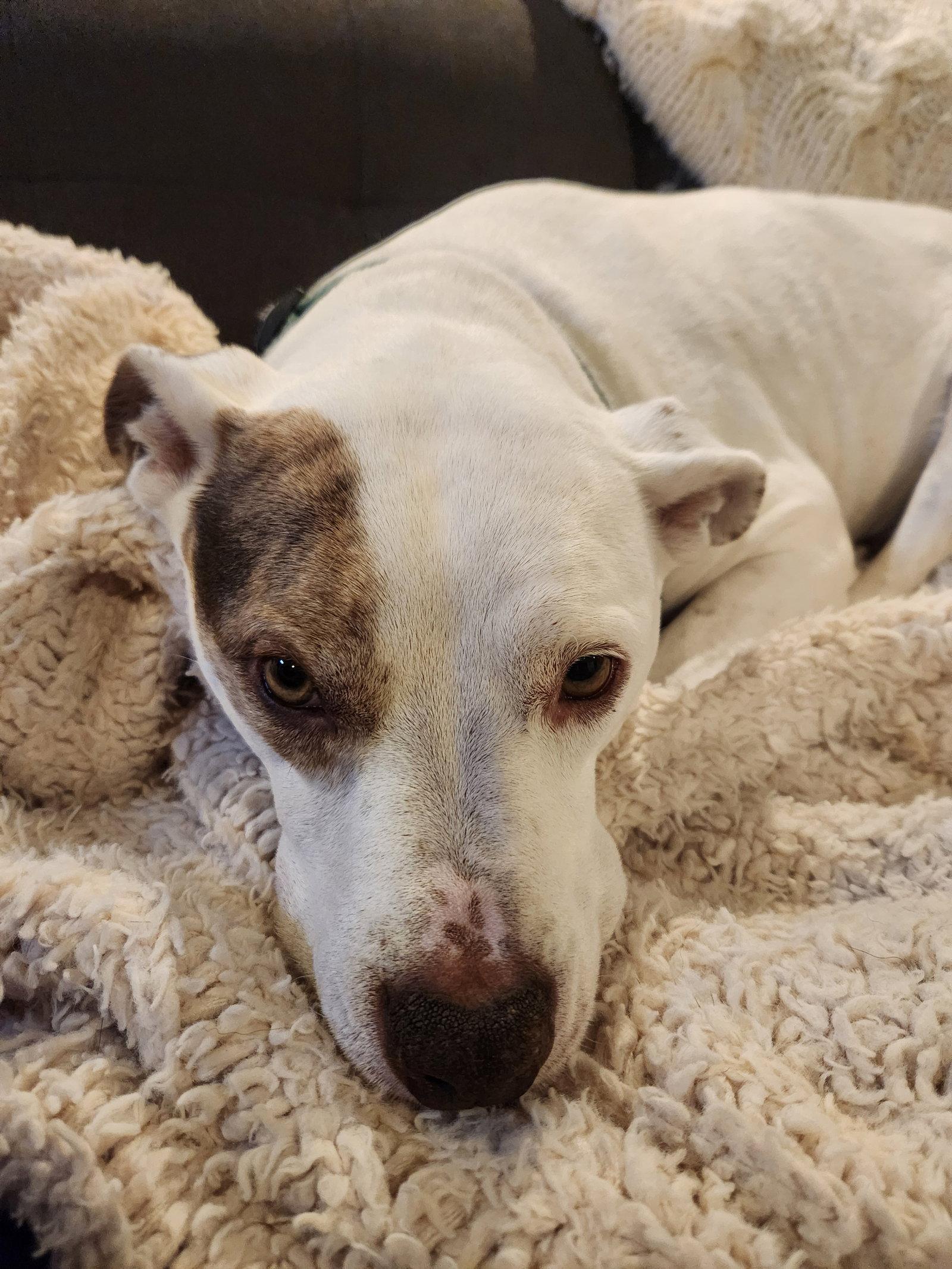 Enlarge Kyra (Courtesy Post), a Adoptable Pit Bull Terrier in Powell, OH image 2/3