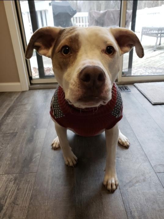 Kyra (Courtesy Post), a Adoptable Pit Bull Terrier in Powell, OH image 3/3