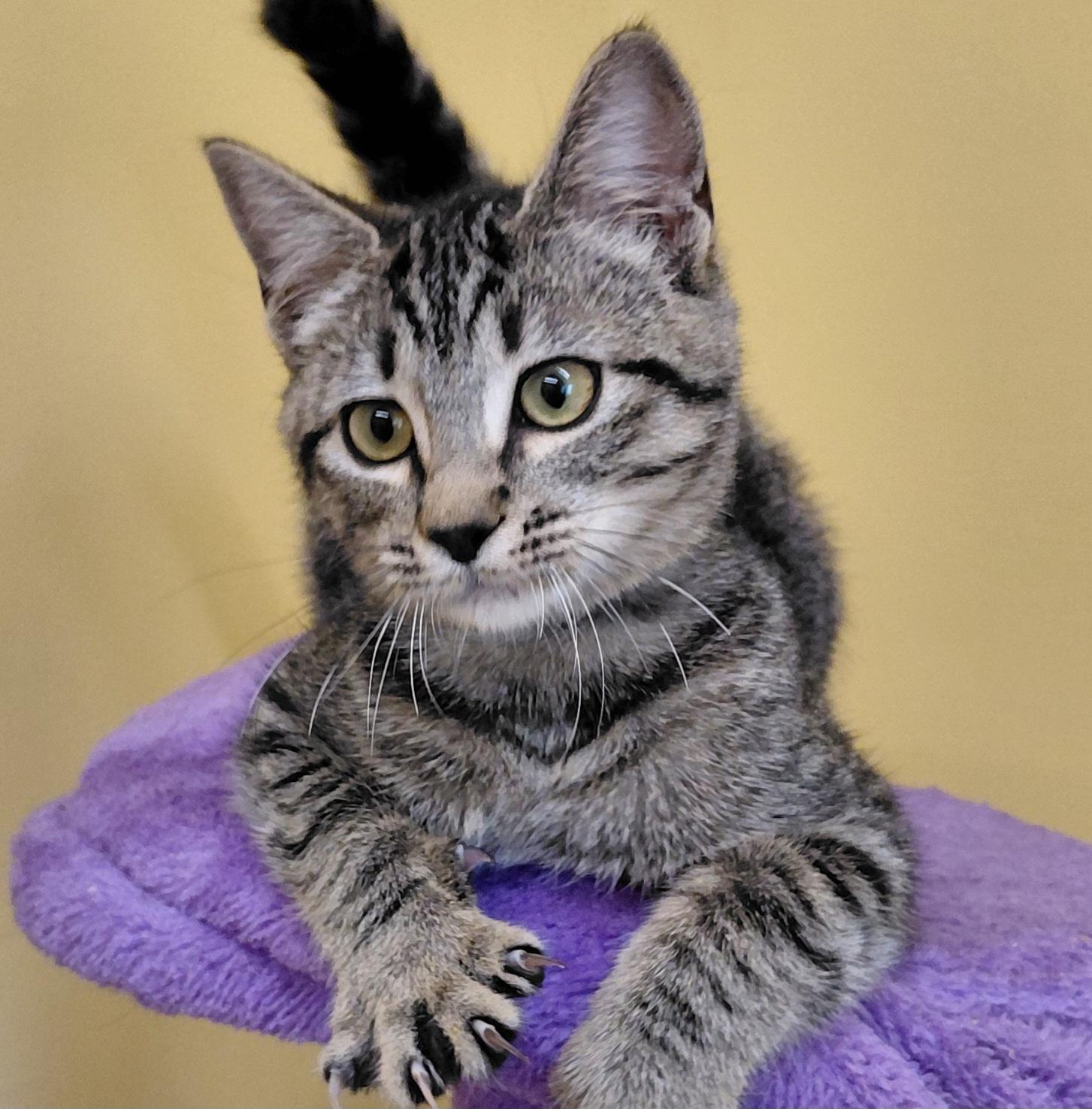 Enlarge Matcha, a Adoptable Domestic Short Hair in Eugene, OR image 2/4