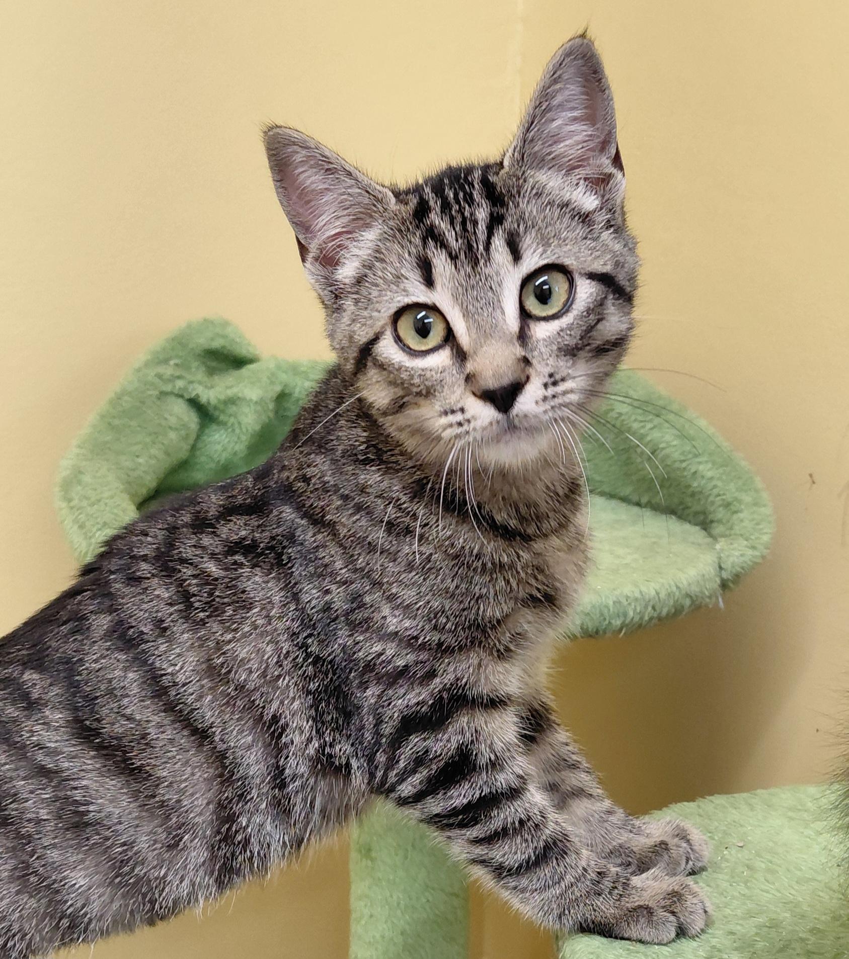 Enlarge Matcha, a Adoptable Domestic Short Hair in Eugene, OR image 4/4