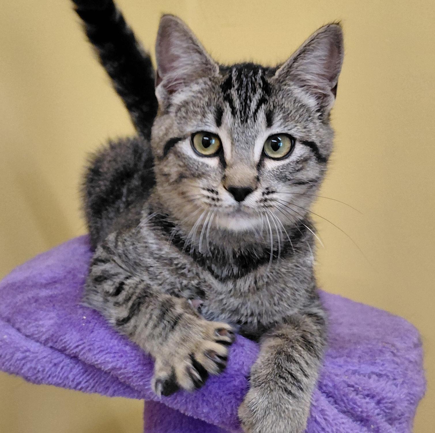 Enlarge Matcha, a Adoptable Domestic Short Hair in Eugene, OR image 3/4