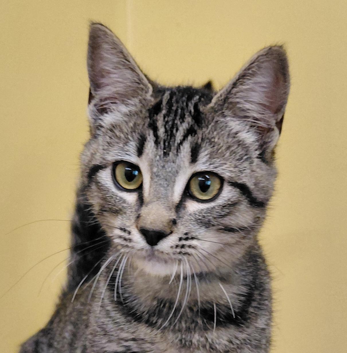 Matcha, Adoptable, Kitten Female Domestic Short Hair.