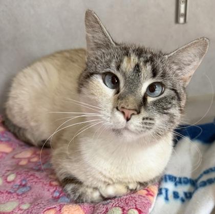 Mirielle, ADOPTABLE, Young Female Siamese.