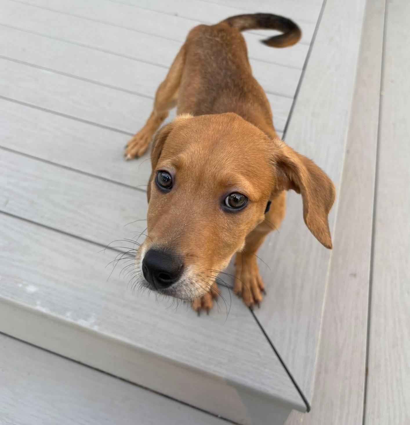 Calvin, adopted, Puppy Male Pit Bull Terrier.