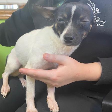 Brownie, Adoptable, Adult Female Rat Terrier & Chihuahua.