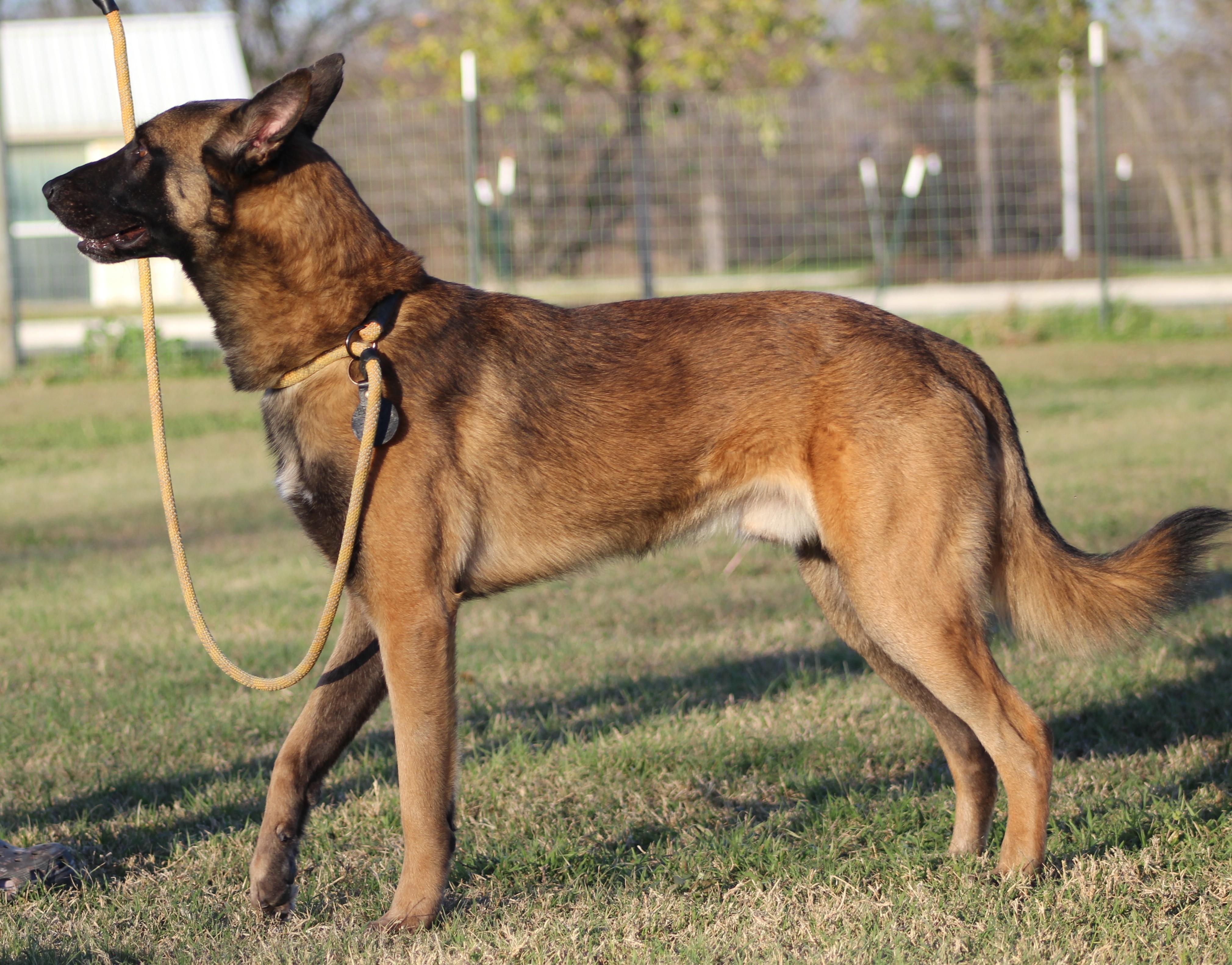 Rooster, a ADOPTABLE Belgian Shepherd / Malinois in Temple, TX image 3/5