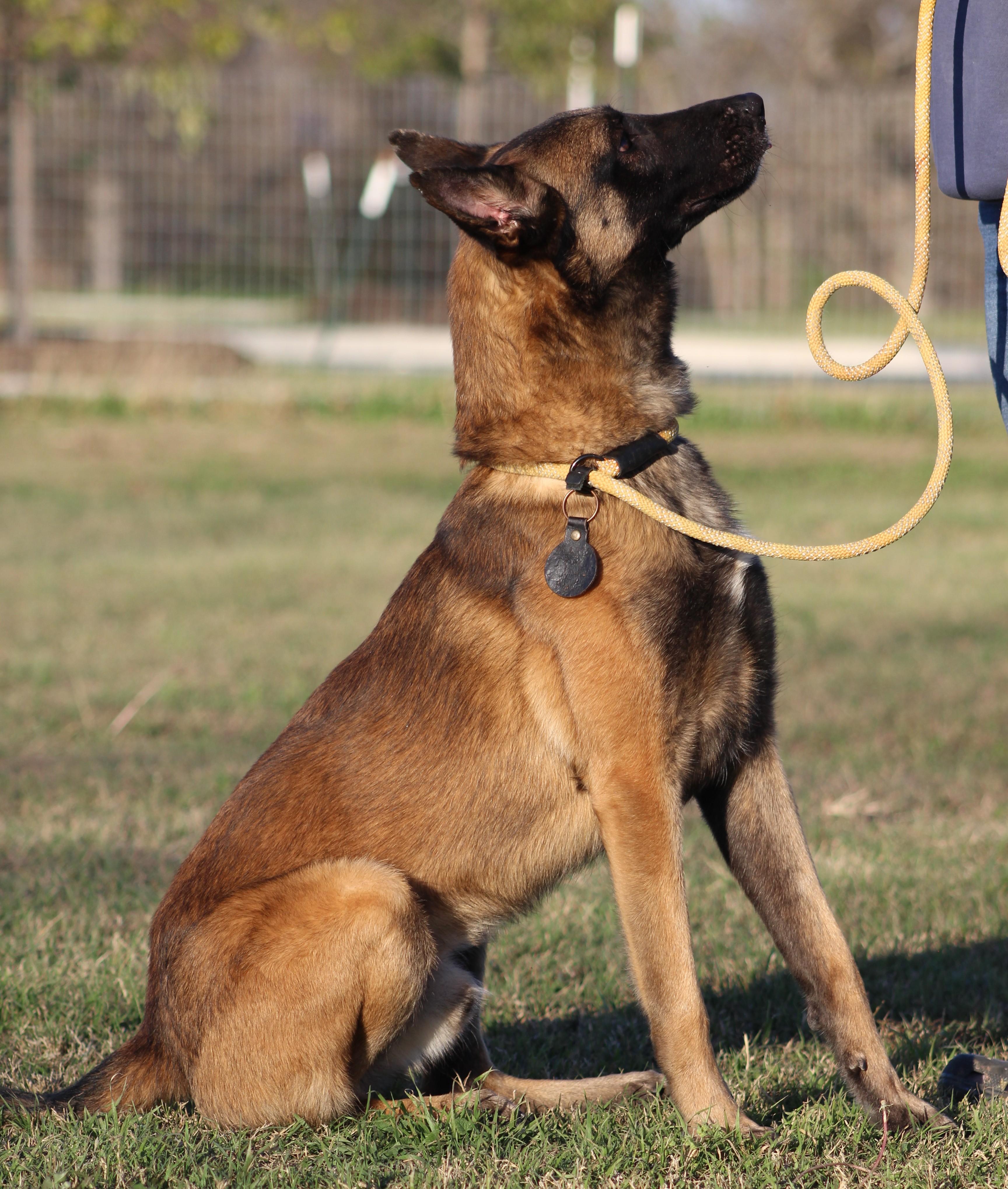 Rooster, a ADOPTABLE Belgian Shepherd / Malinois in Temple, TX image 2/5