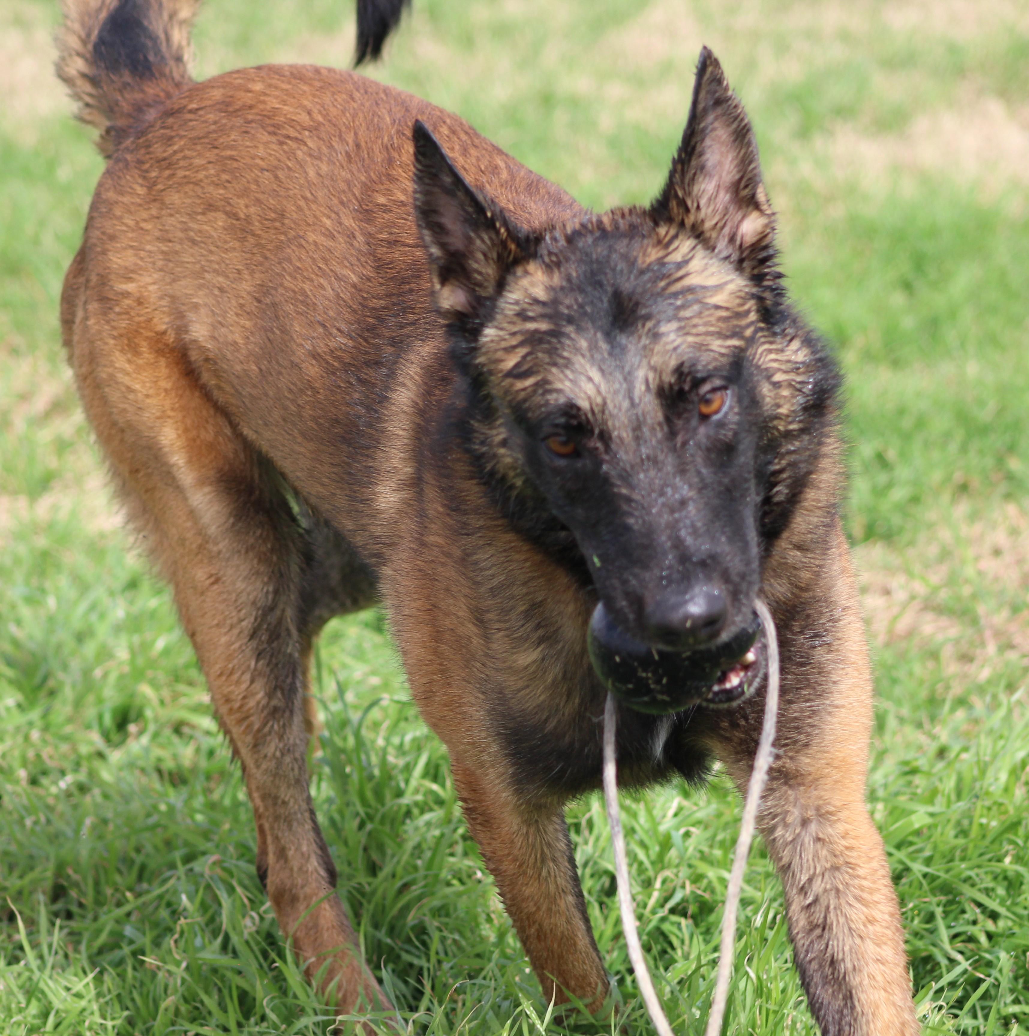 Enlarge Rooster, an adoptable Belgian Shepherd / Malinois in Temple, TX image 6/6