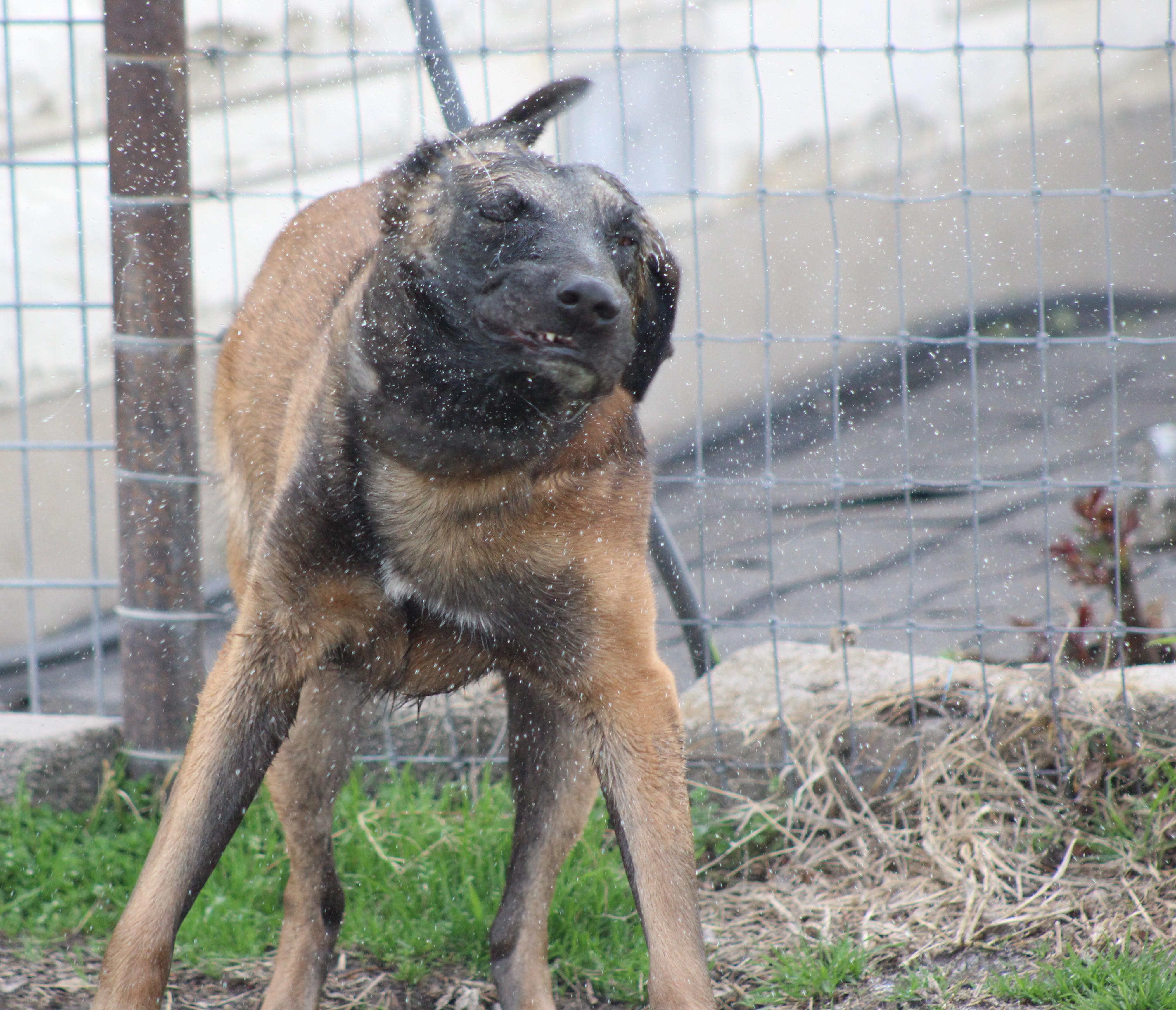 Enlarge Rooster, an adoptable Belgian Shepherd / Malinois in Temple, TX image 5/6