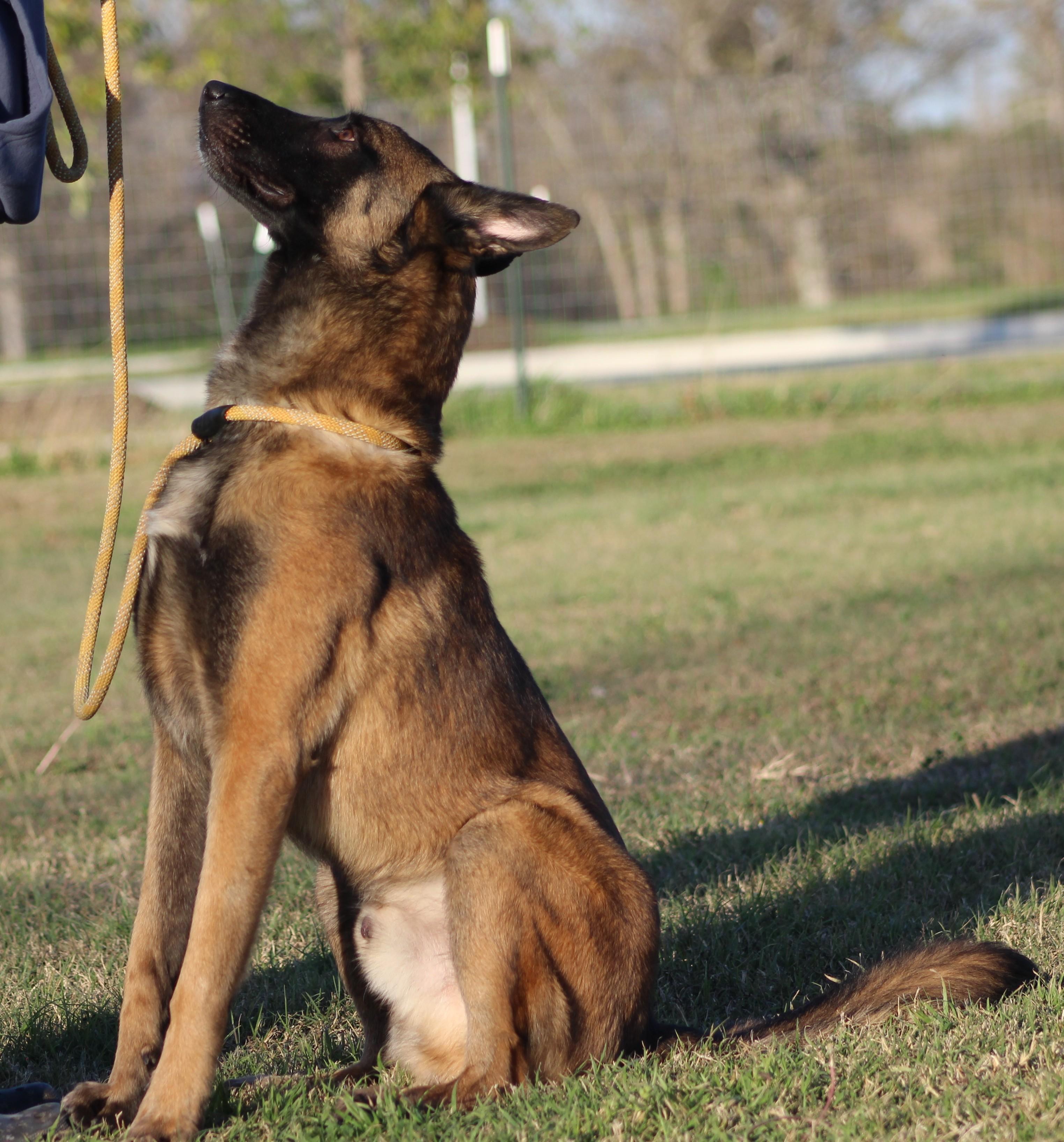 Rooster, a ADOPTABLE Belgian Shepherd / Malinois in Temple, TX image 4/5