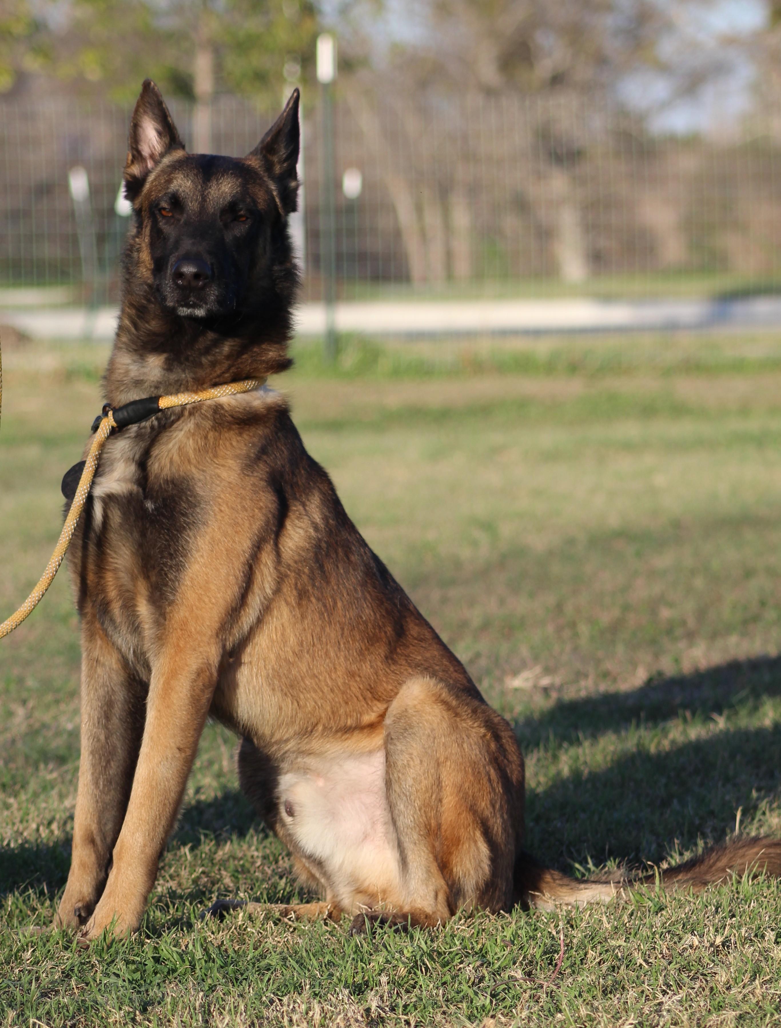 Rooster, ADOPTABLE, Adult Male Belgian Shepherd / Malinois.
