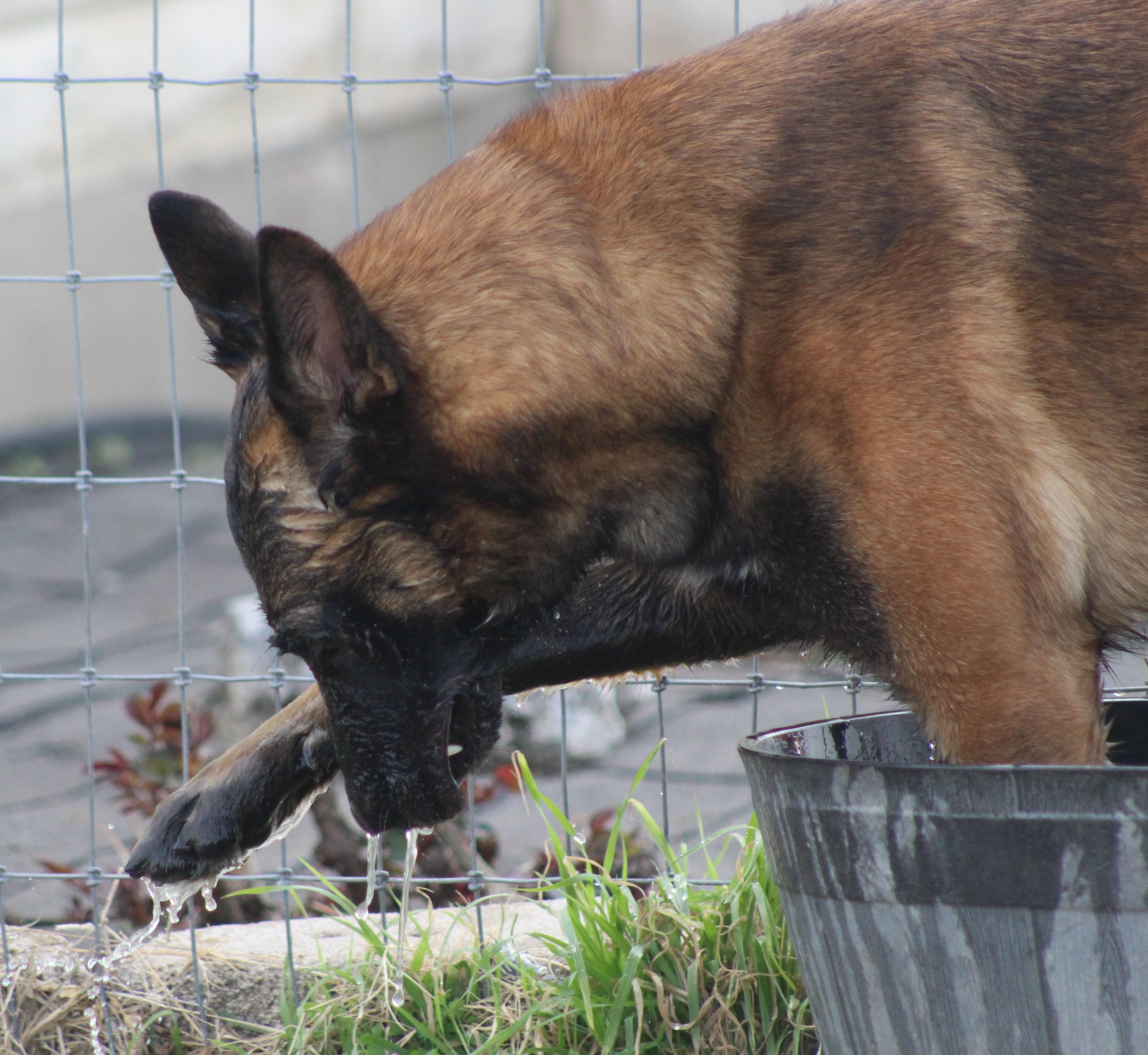Rooster, adoptable, Adult Male Belgian Shepherd / Malinois.