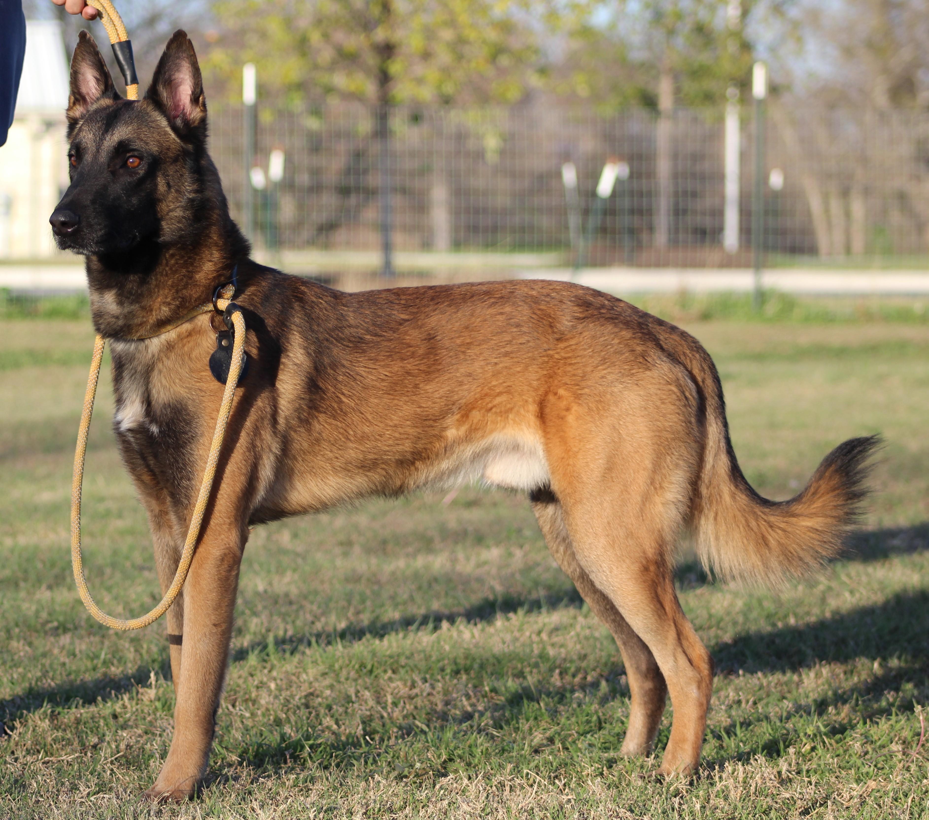 Rooster, a ADOPTABLE Belgian Shepherd / Malinois in Temple, TX image 5/5