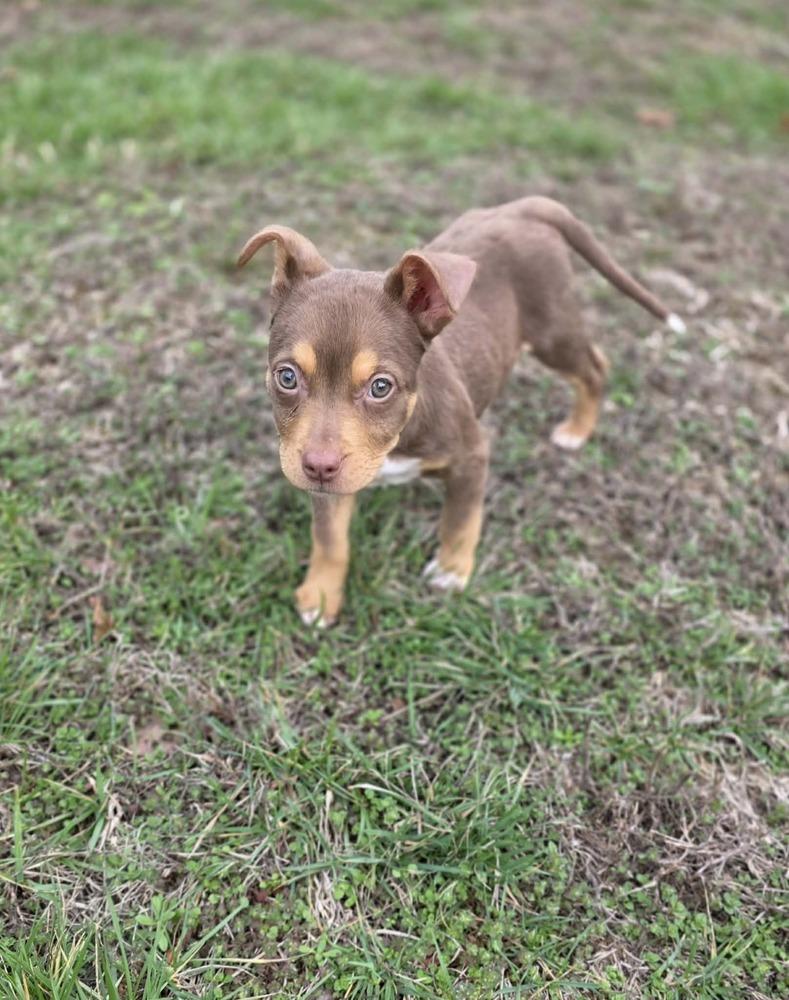 Kane, Adoptable, Puppy Male Australian Shepherd & Husky.