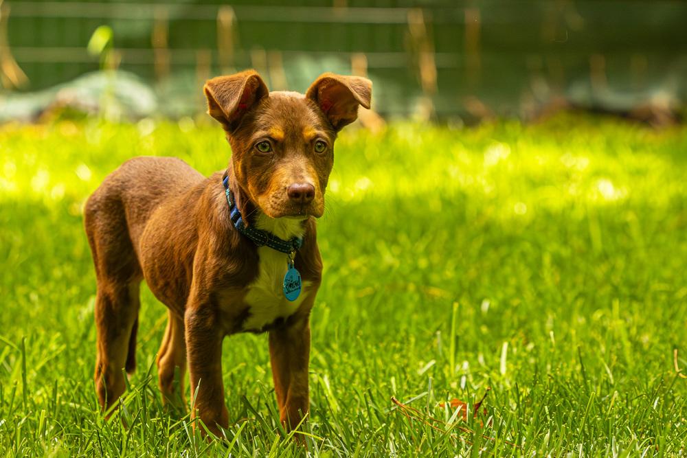 Enlarge Kane, a Adoptable mixed breed in Troy, IL image 1/6