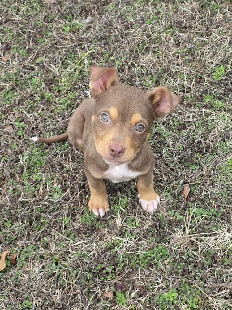 Enlarge Kane, a Adoptable mixed breed in Troy, IL image 2/5