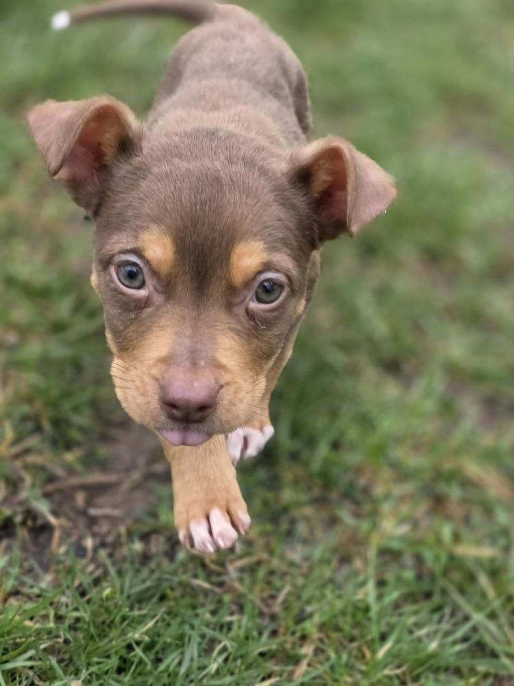 Enlarge Kane, a Adoptable mixed breed in Troy, IL image 3/5