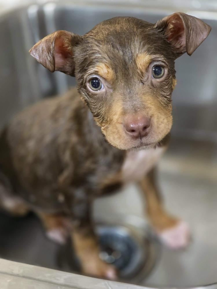 Enlarge Kane, a Adoptable mixed breed in Troy, IL image 4/5