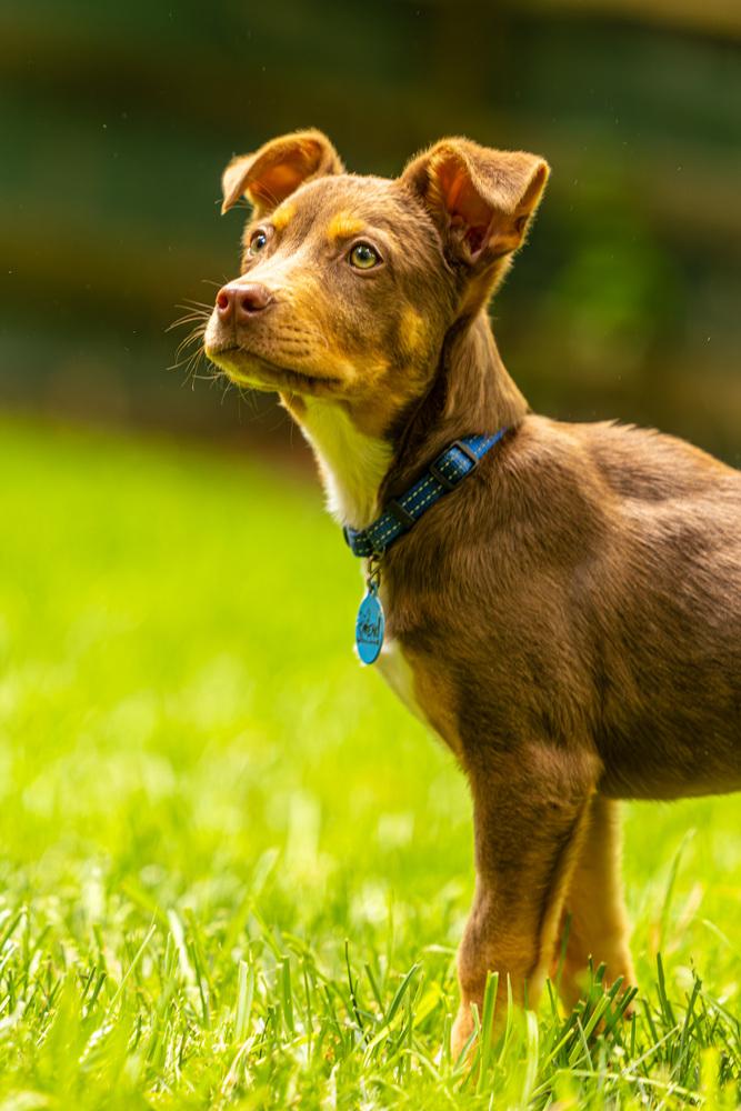 Enlarge Kane, a Adoptable mixed breed in Troy, IL image 3/6