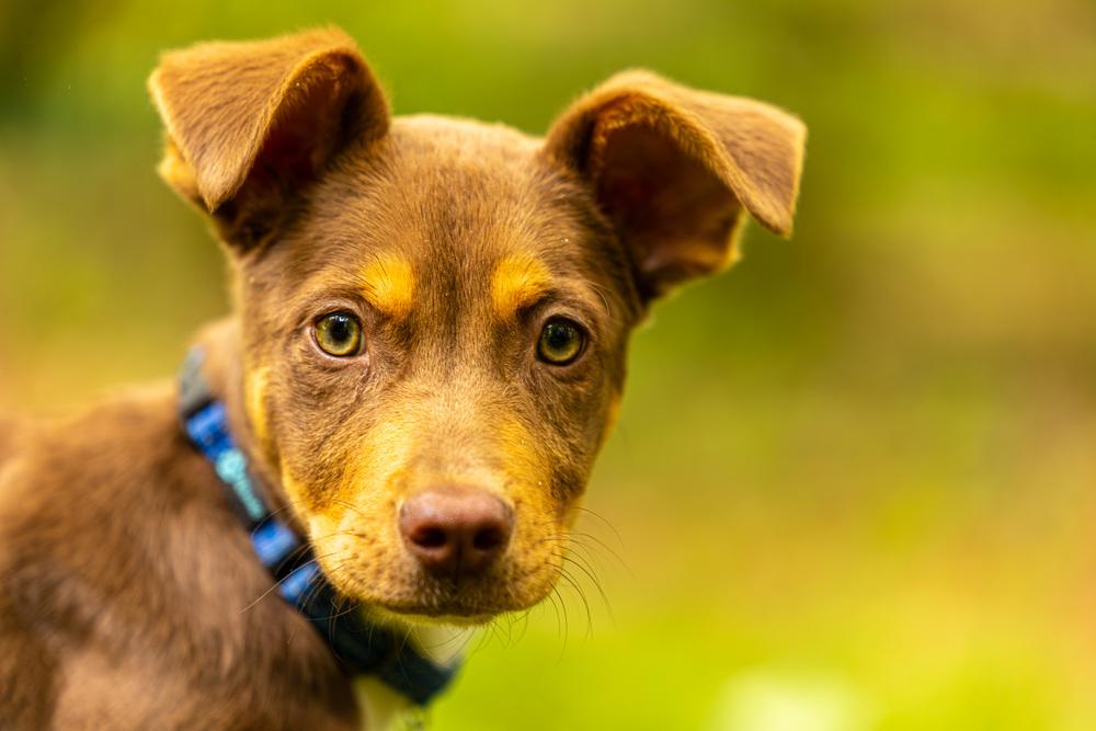 Enlarge Kane, a Adoptable mixed breed in Troy, IL image 4/6