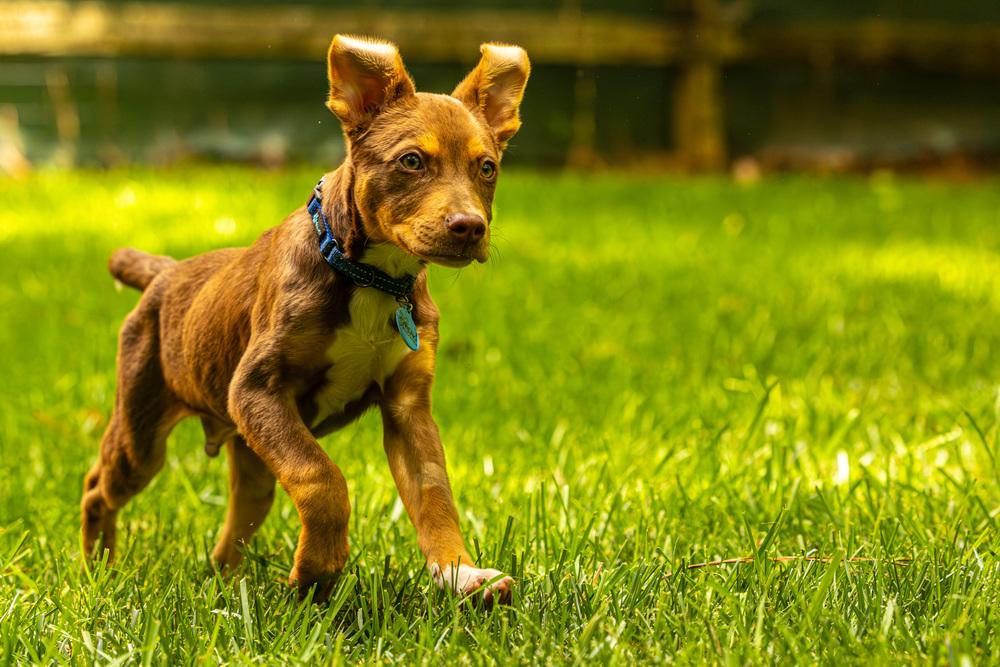 Enlarge Kane, a Adoptable mixed breed in Troy, IL image 5/6