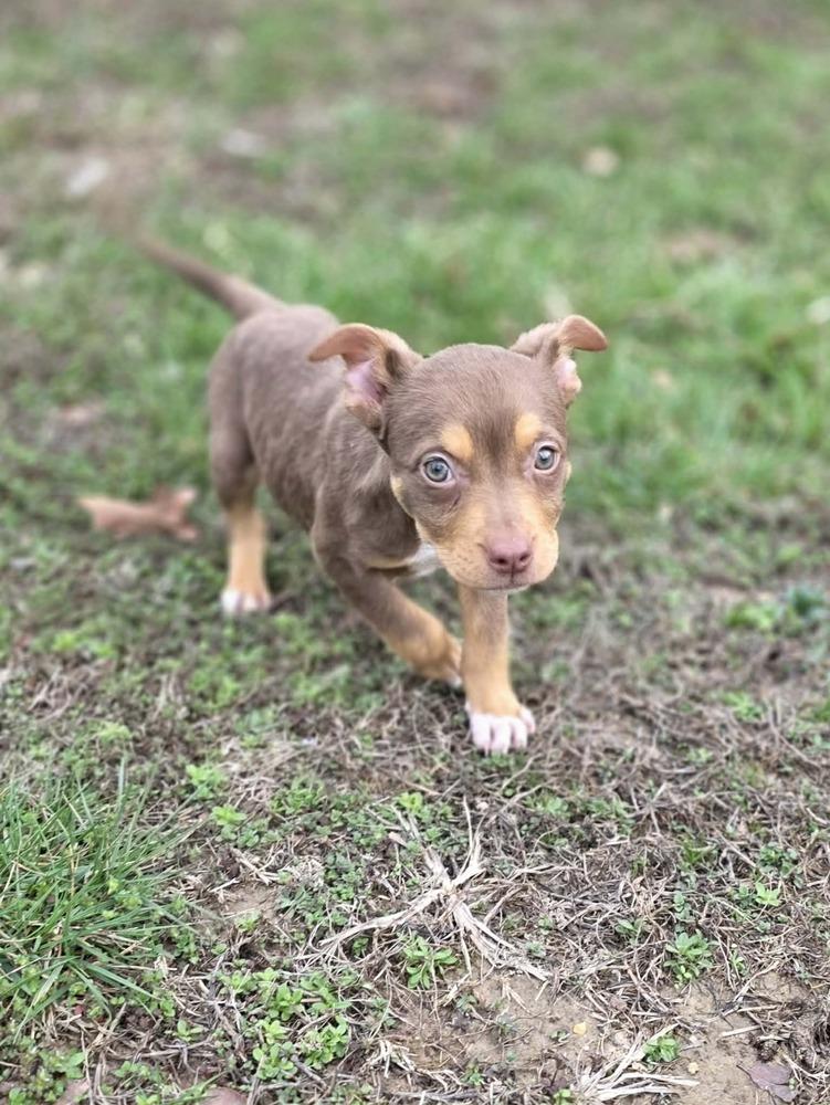 Enlarge Kane, a Adoptable mixed breed in Troy, IL image 5/5