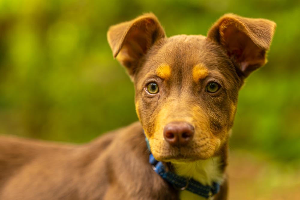 Enlarge Kane, a Adoptable mixed breed in Troy, IL image 6/6