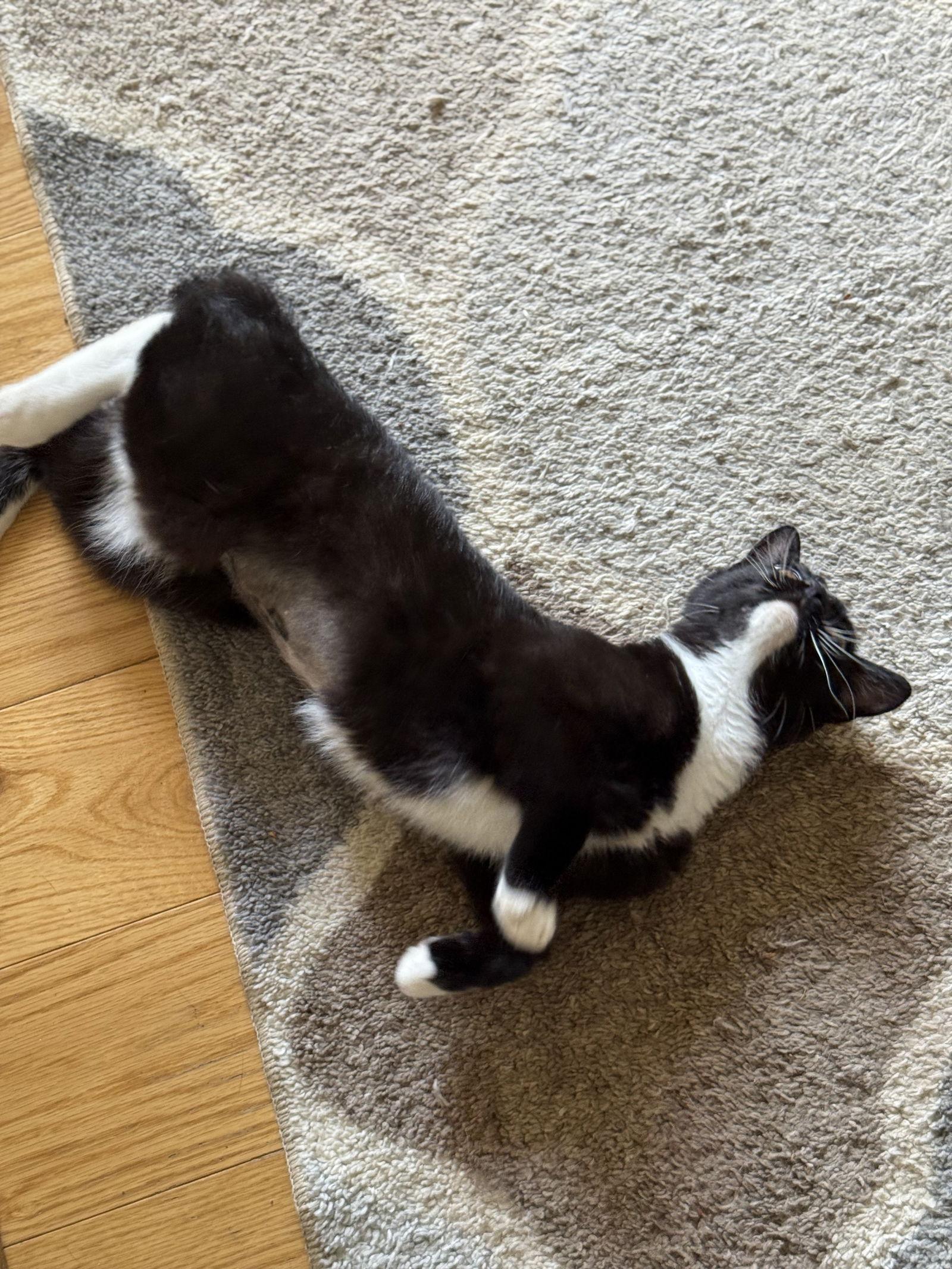 Venus, Adoptable, Young Female Domestic Short Hair.