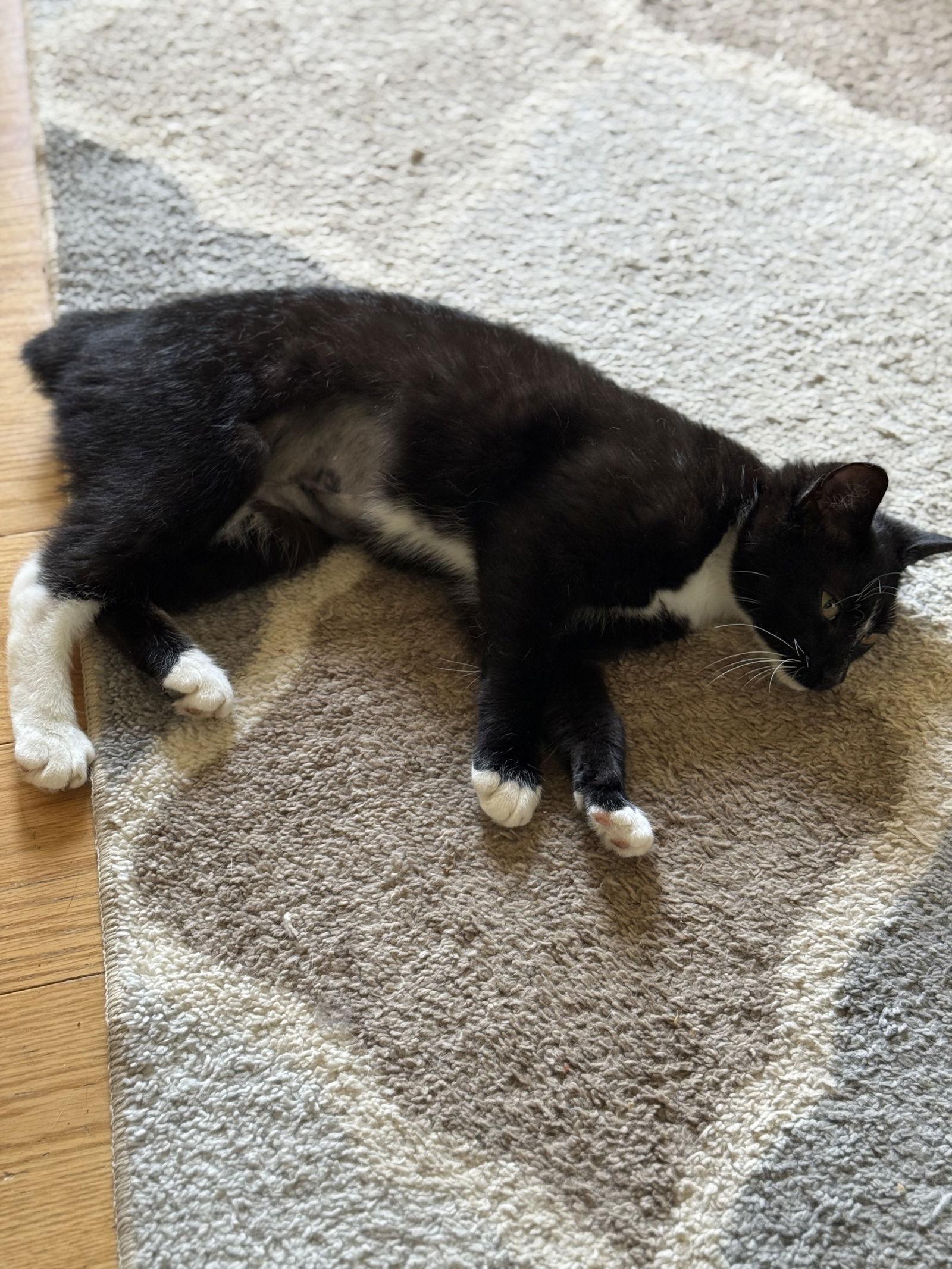 Enlarge Venus, a Adoptable Domestic Short Hair in North Wilkesboro, NC image 2/3