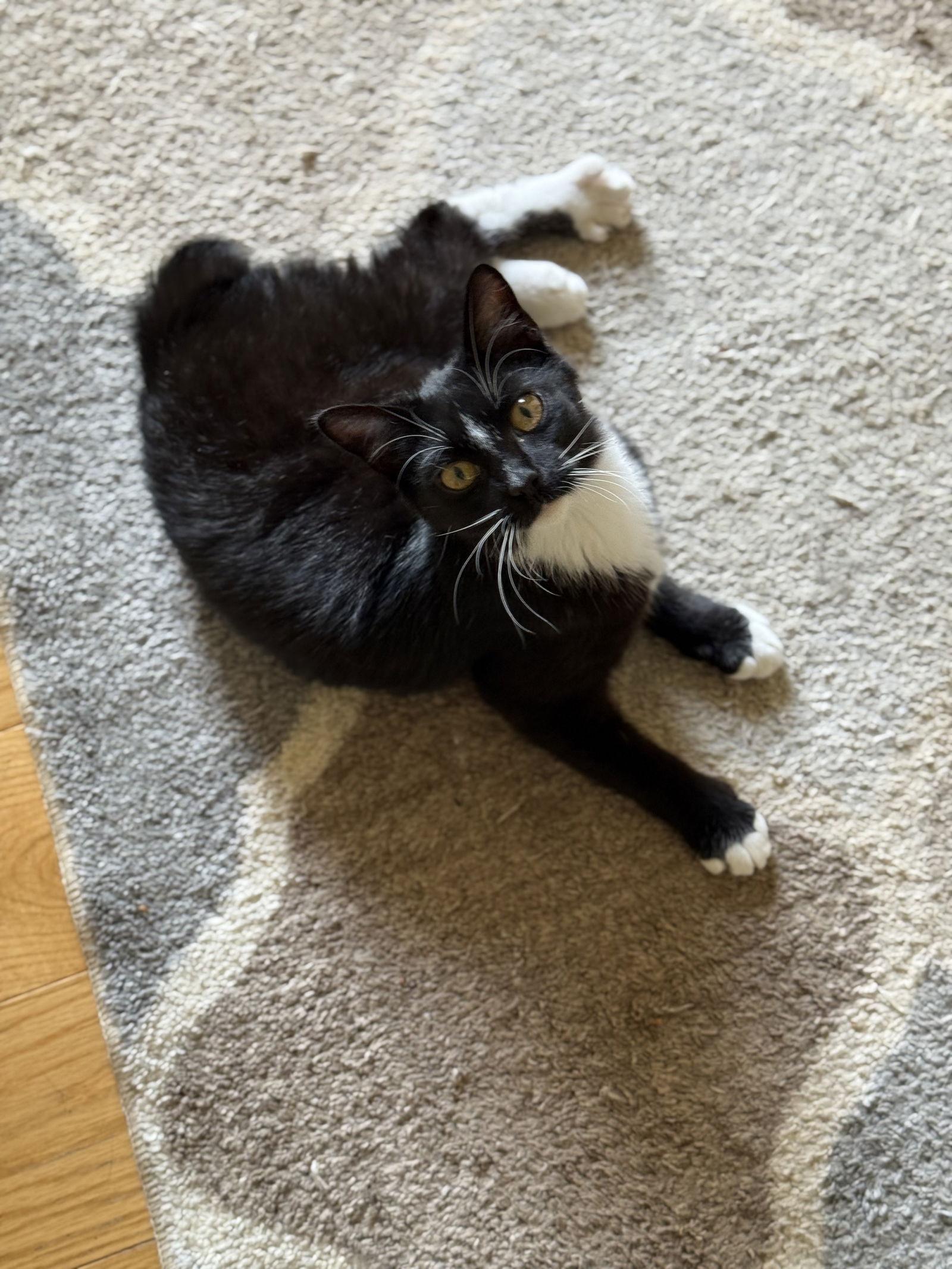 Enlarge Venus, a Adoptable Domestic Short Hair in North Wilkesboro, NC image 3/3