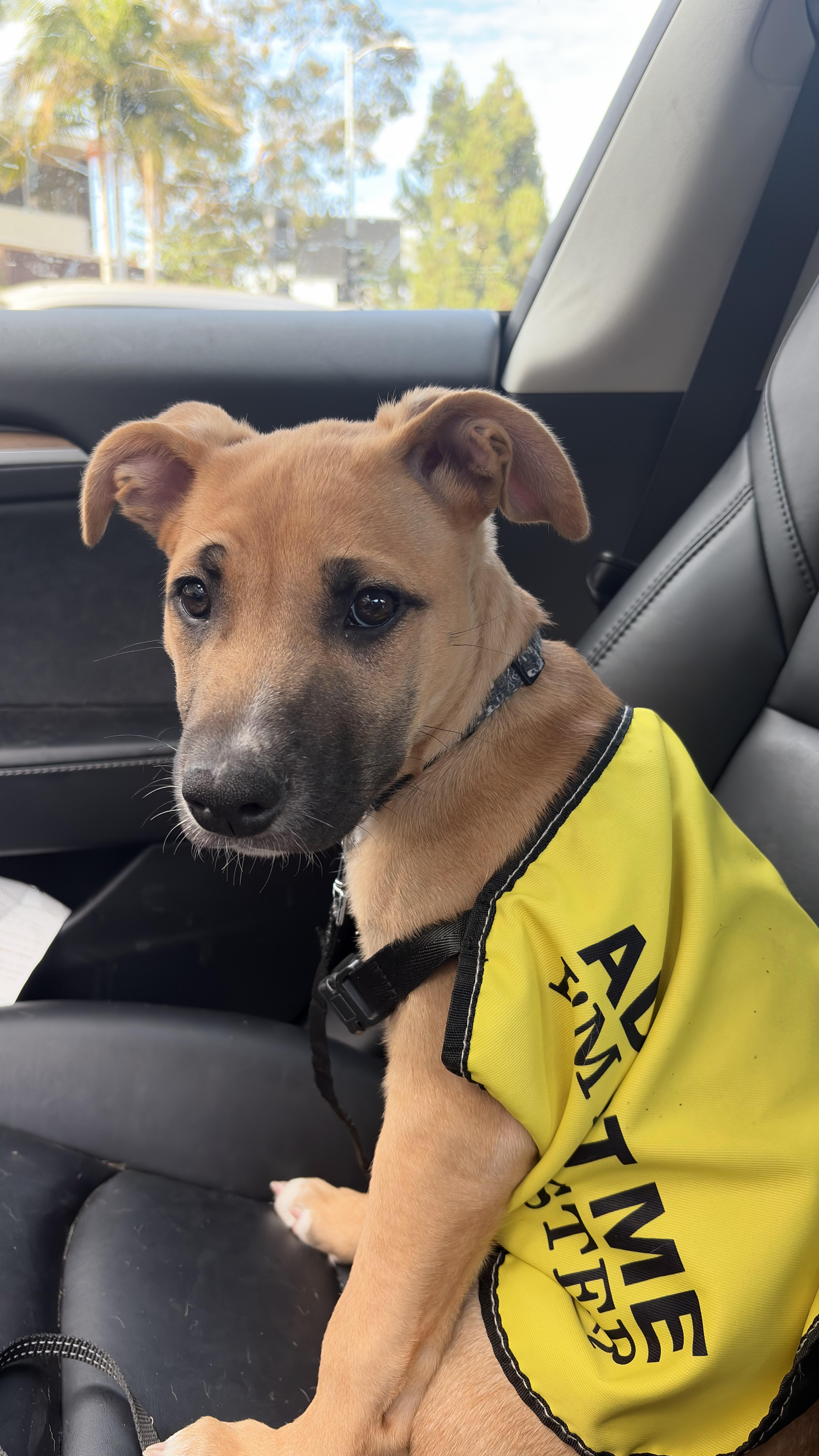 Lucy, a Adoptable mixed breed in Los Angeles , CA image 1/3